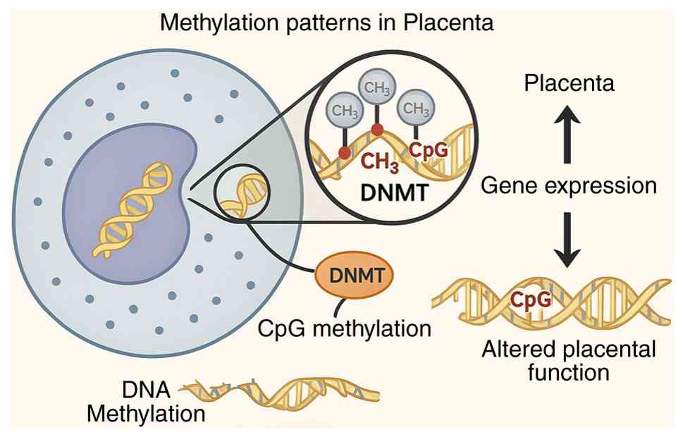 DNA methylation patterns in the
placenta: Epigenetic regulation of gene expression and
developmental consequences. This figure illustrates the molecular
process of DNA methylation in placental tissue, highlighting the
role of DNMTs in the addition of methyl groups (CH3) to
CpG sites within the DNA sequence. These methylation events,
influenced by environmental factors such as maternal smoking,
regulate gene expression profiles critical for placental function.
Aberrant CpG methylation can lead to altered transcriptional
activity, potentially disrupting placental development and fetal
growth. The diagram emphasizes the mechanistic link between
epigenetic modifications and pregnancy outcomes, serving as a model
for how intrauterine environmental exposures can reprogram fetal
physiology via the placenta. DNMT, DNA methyltransferase.