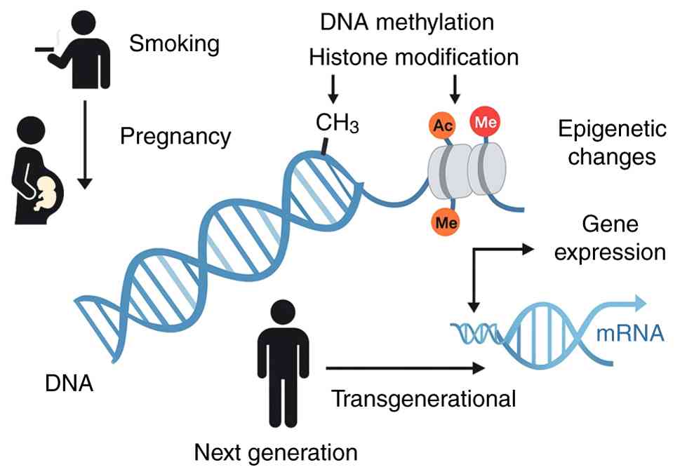 Transgenerational epigenetic impact
of parental smoking on offspring gene expression. Parental smoking
during pregnancy or prior to conception can lead to epigenetic
alterations in germ cells or the developing fetus through
mechanisms such as DNA methylation and histone modifications. These
changes influence gene expression profiles, potentially resulting
in altered mRNA transcription. Such epigenetic marks may persist
beyond the exposed generation, contributing to disease
susceptibility and developmental alterations in subsequent
generations.