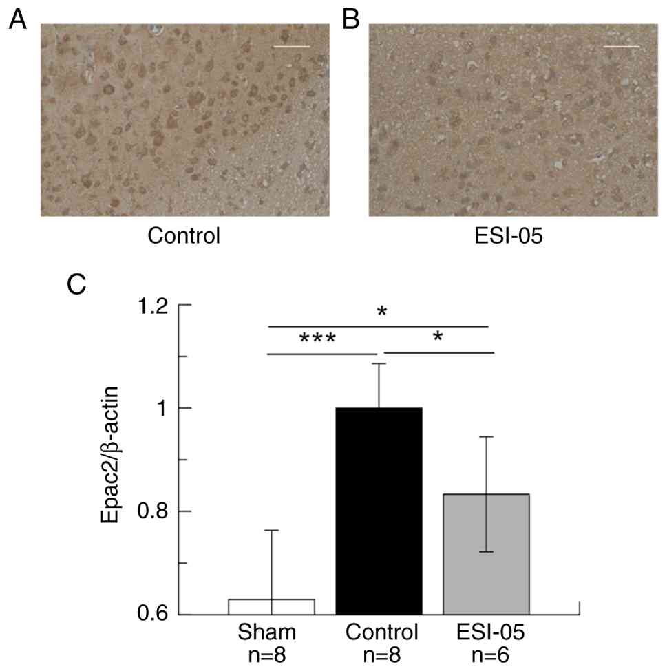 Epac2 expression in the peri-infarct
area. (A) Increased numbers of Epac2-positive cells were observed
in the peri-infarct area in the control group. (B) However, fewer
Epac2-positive cells were found in the peri-infarct area in the
ESI-05 group. Sham group, no data; control group, n=2; and ESI-05
group, n=2. Scale bar, 50 µm (magnification, x200). (C) Epac2
expression in the peri-infarct region was assessed using western
blot analysis. Sham group, n=8; control group, n=8; and ESI-05
group, n=6. The ESI-05 group exhibited notably reduced Epac2
expression compared with the control group [F (2, 19)=18.9;
P<0.001]. *P<0.05, ***P<0.001.
Epac2, exchange protein directly activated by cyclic adenosine
monophosphate 2; ESI-05,
1,3,5-trimethyl-2-[(4-methylphenyl)sulfonyl]-benzene.