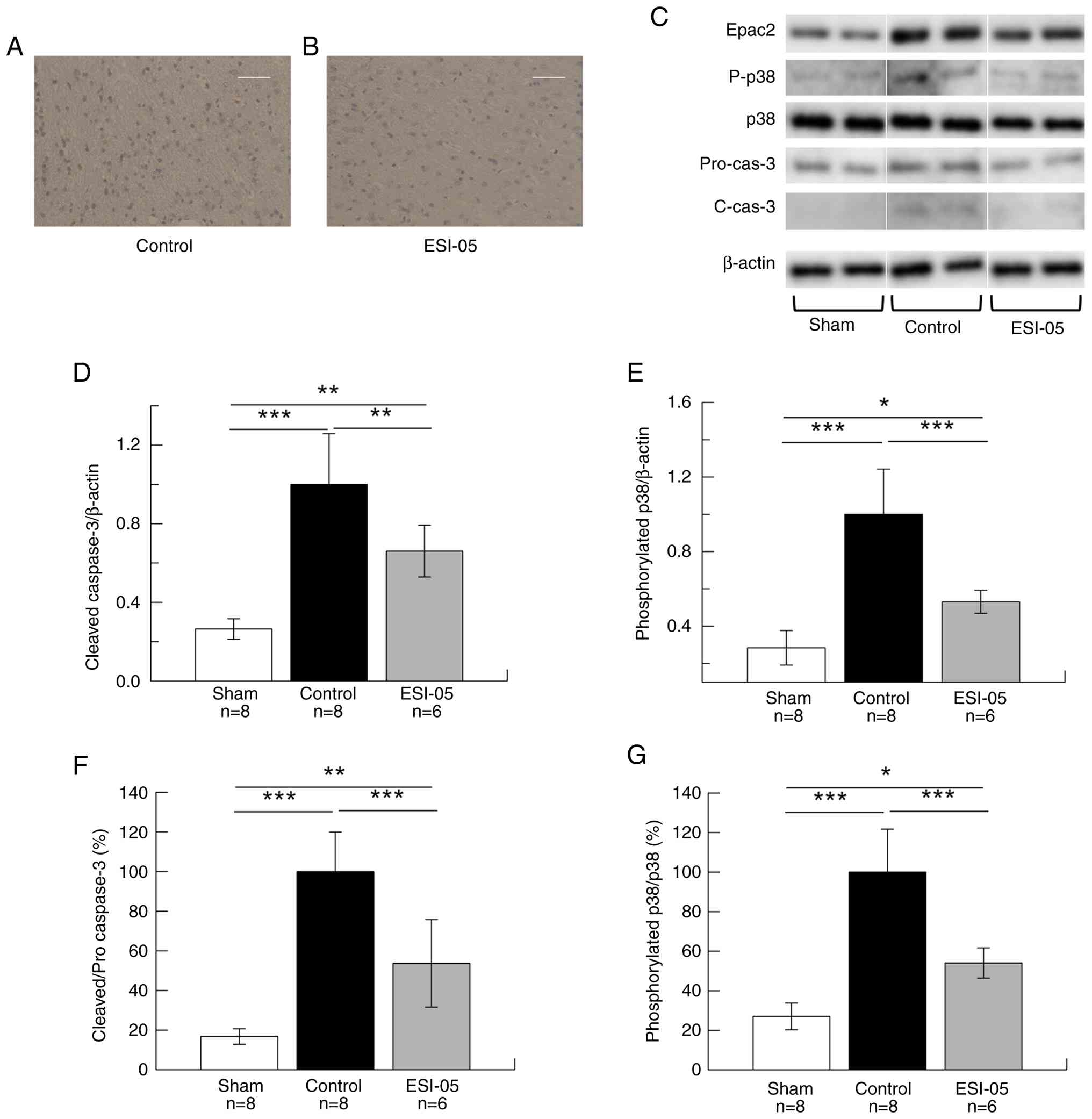 p38 MAPK signaling pathway in the
peri-infarct area. (A) Increased numbers of cleaved caspase
3-positive cells were observed in the peri-infarct area in the
control group. (B) Fewer cleaved caspase 3-positive cells were
found in the peri-infarct area in the ESI-05 group. Sham group, no
data; control group, n=2; and ESI-05 group, n=2. Scale bar, 20 µm
(magnification, x200). (C) Western blot images were derived from
separate regions of the same membrane, as indicated by the white
lines. (D) Cleaved caspase 3 levels in the peri-infarct region were
assessed using western blot analysis. Sham group, n=8; control
group, n=8; and ESI-05 group, n=6. The ESI-05 group exhibited
markedly reduced levels of cleaved caspase 3 compared with the
control group [F (2, 19)=31.3; P<0.001]. (E) Phospho-p38 MAPK
levels in the peri-infarct area were semi-quantified using western
blotting. Sham group, n=8; control group, n=8; and ESI-05 group,
n=6. The levels of phospho-p38 MAPK expression in the ESI-05 group
exhibited a statistically significant decrease compared with those
in the control group [F (2, 19)=35.7; P<0.001]. (F) Activation
levels of caspase 3 analyzed in terms of the ratio of cleaved
caspase 3 to total caspase 3. (G) Phosphorylation levels of p38
analyzed in terms of the ratio of P-p38 to total p38.
*P<0.05, **P<0.01,
***P<0.001. C-, cleaved; cas3, caspase 3; Epac2,
exchange protein directly activated by cyclic adenosine
monophosphate 2; ESI-05,
1,3,5-trimethyl-2-[(4-methylphenyl)sulfonyl]-benzene; P-,
phosphorylated.