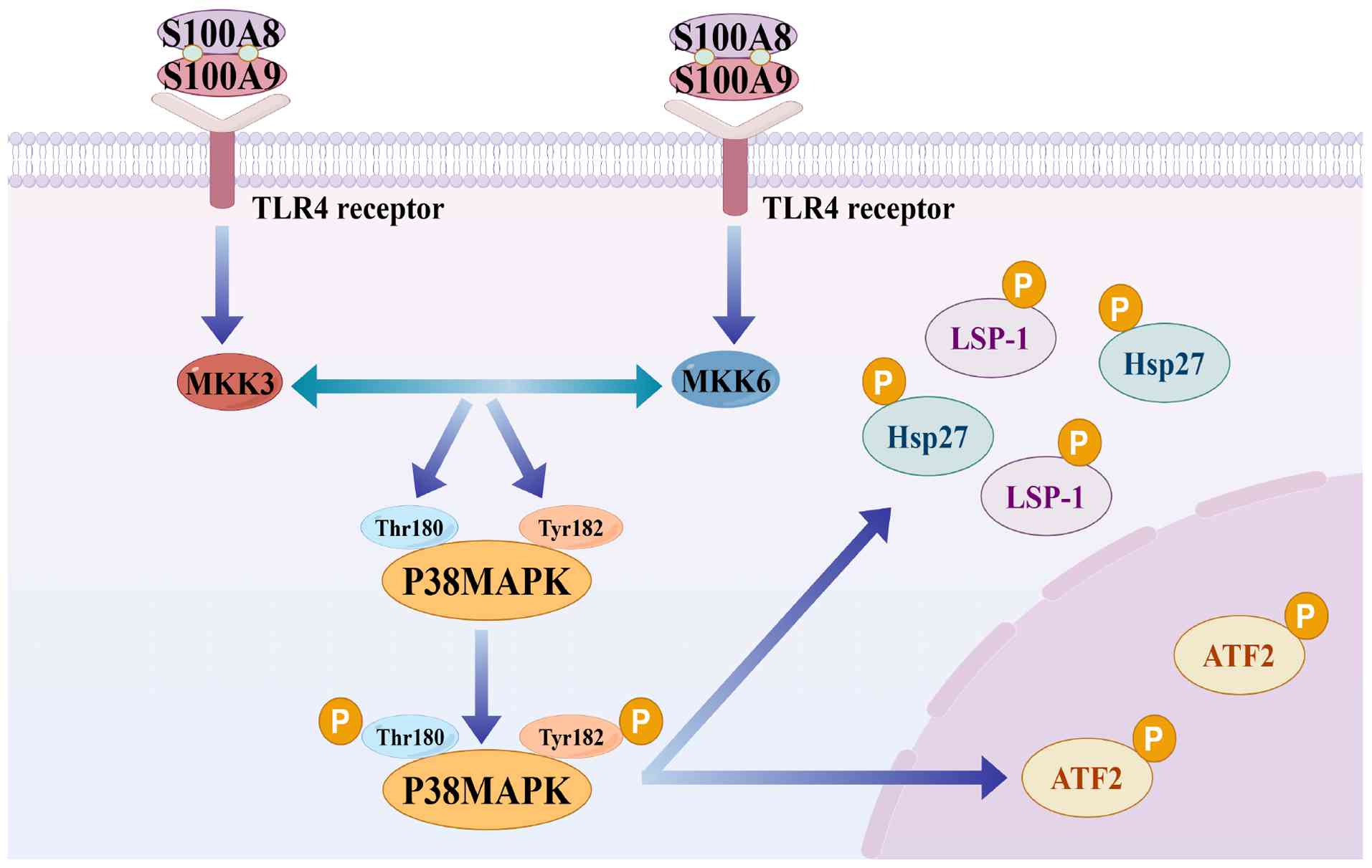 Diagram of p38-MAPK activation and
the regulatory mechanism of neuroinflammation. First, S100A8/A9
binds to theTLR4 receptor and activates the upstream kinases MKK3
and MKK6. These kinases can phosphorylate Thr180 and Tyr182 in the
p38 MAPK activation loop. This causes double phosphorylation and
stabilizing the activation loop in an open conformation, thus
activating p38-MAPK. Next, activated p38-MAPK is able to regulate
the inflammatory response by phosphorylating a series of
substrates, such as HSP27, ATF-2 and LPS-1. These processes play a
key role in the pathophysiology of neuroinflammation. The
relationship between activation and regulation is indicated by
arrows in the figure, and the distinction of lines and colors
clearly shows the interactions between molecules and the direction
of signaling. TLR4, Toll-like receptor 4; MKK3, mitogen-activated
protein kinase kinase 3; p38-MAPK, p38-mitogen-activated protein
kinase; Hsp27, heat shock protein 27; ATF-2, activating
transcription factor 2; LSP-1, lymphocyte-specific protein 1.