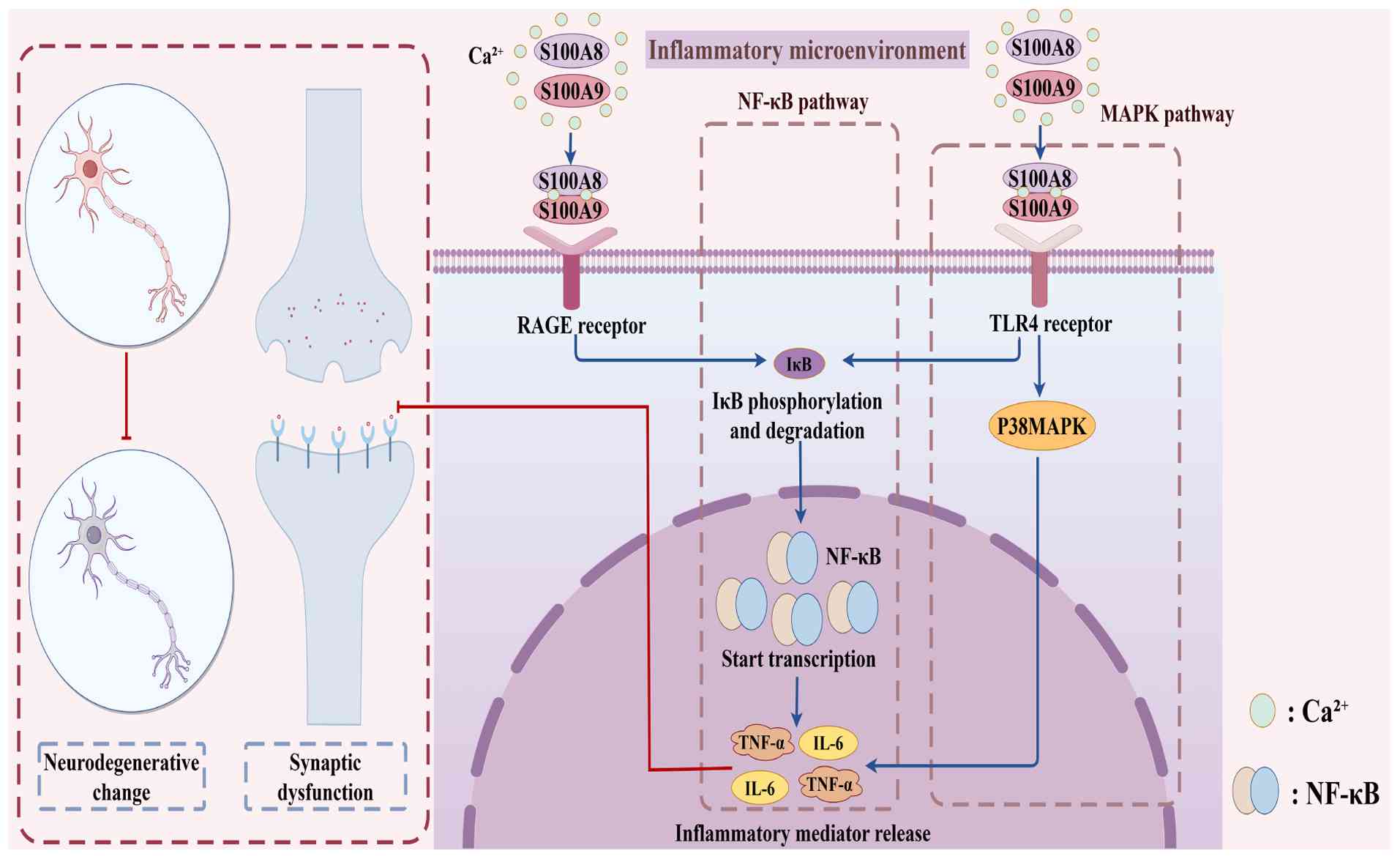 Schematic illustration of
S100A8/A9-mediated neuroinflammatory signaling pathways. The role
of S100A8/A9 in neuroinflammation and its contribution to
neurodegenerative changes and synaptic dysfunction are outlined. In
the hippocampal neurons, S100A8/A9 interacts with RAGE and TLR4
receptors, triggering intracellular signaling cascades. The
activation of the NF-κB pathway involves the phosphorylation and
degradation of IκB, allowing NF-κB to translocate into the nucleus
and initiate the transcription of pro-inflammatory genes.
Simultaneously, the MAPK pathway is activated via TLR4, leading to
the phosphorylation of p38-MAPK. These pathways collectively result
in the release of inflammatory mediators such as TNF-α and IL-6,
which exacerbate neuroinflammation. The figure also highlights the
cellular environment where these processes occur, emphasizing the
inflammatory microenvironment that supports the progression of
neurodegenerative changes and synaptic dysfunction. RAGE, receptor
for advanced glycation end products; TLR4, Toll-like receptor 4;
NF-κB, nuclear factor κ-light-chain-enhancer of activated B cells;
IκB, inhibitor of κB; MAPK, mitogen-activated protein kinase;
p38-MAPK, p38 mitogen-activated protein kinase; TNF-α, tumor
necrosis factor α; IL-6, interleukin 6.