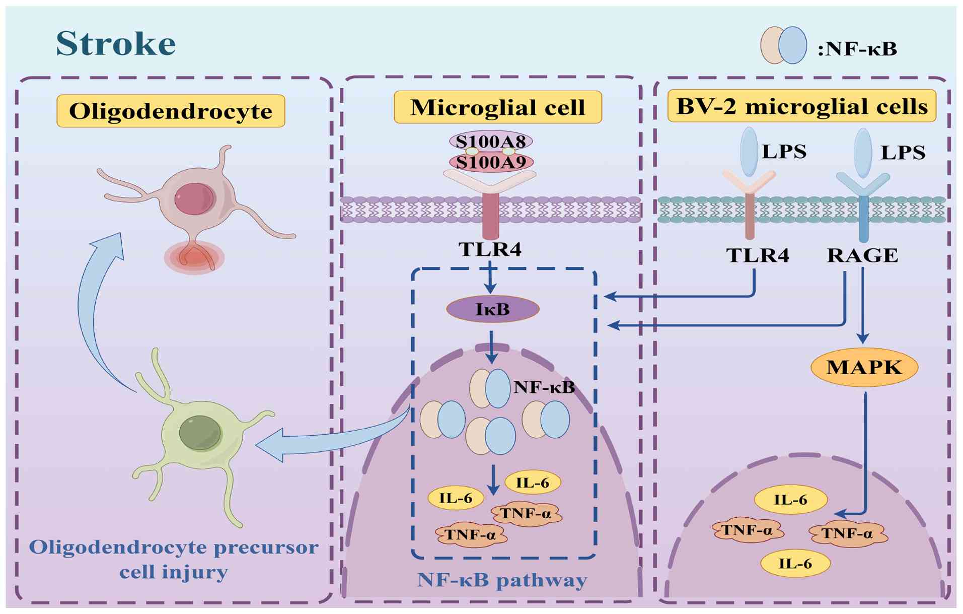 S100A8/A9-induced neuroinflammatory
pathways in stroke. This figure illustrates the inflammatory
processes in stroke, highlighting the role of S100A8/A9 in
microglial activation and inflammation. In the brain tissue
affected by stroke, S100A8/A9 interacts with TLR4 on general
microglial cells and BV-2 microglial cells. This interaction
activates the NF-B pathway, leading to the degradation of IκB and
the subsequent release of pro-inflammatory cytokines such as TNF-α
and IL-6. Additionally, the MAPK pathway is activated via TLR4 and
RAGE, further contributing to inflammation. The figure also
emphasizes the injury to oligodendrocyte precursor cells and the
overall inflammatory microenvironment that exacerbates tissue
damage post-stroke. TLR4, Toll-like receptor 4; NF-κB, nuclear
factor κ-light-chain-enhancer of activated B cells; IκB, inhibitor
of κB; MAPK, mitogen-activated protein kinase; TNF-α, tumor
necrosis factor α; IL-6, interleukin 6; RAGE, receptor for advanced
glycation end products; LPS, lipopolysaccharides.