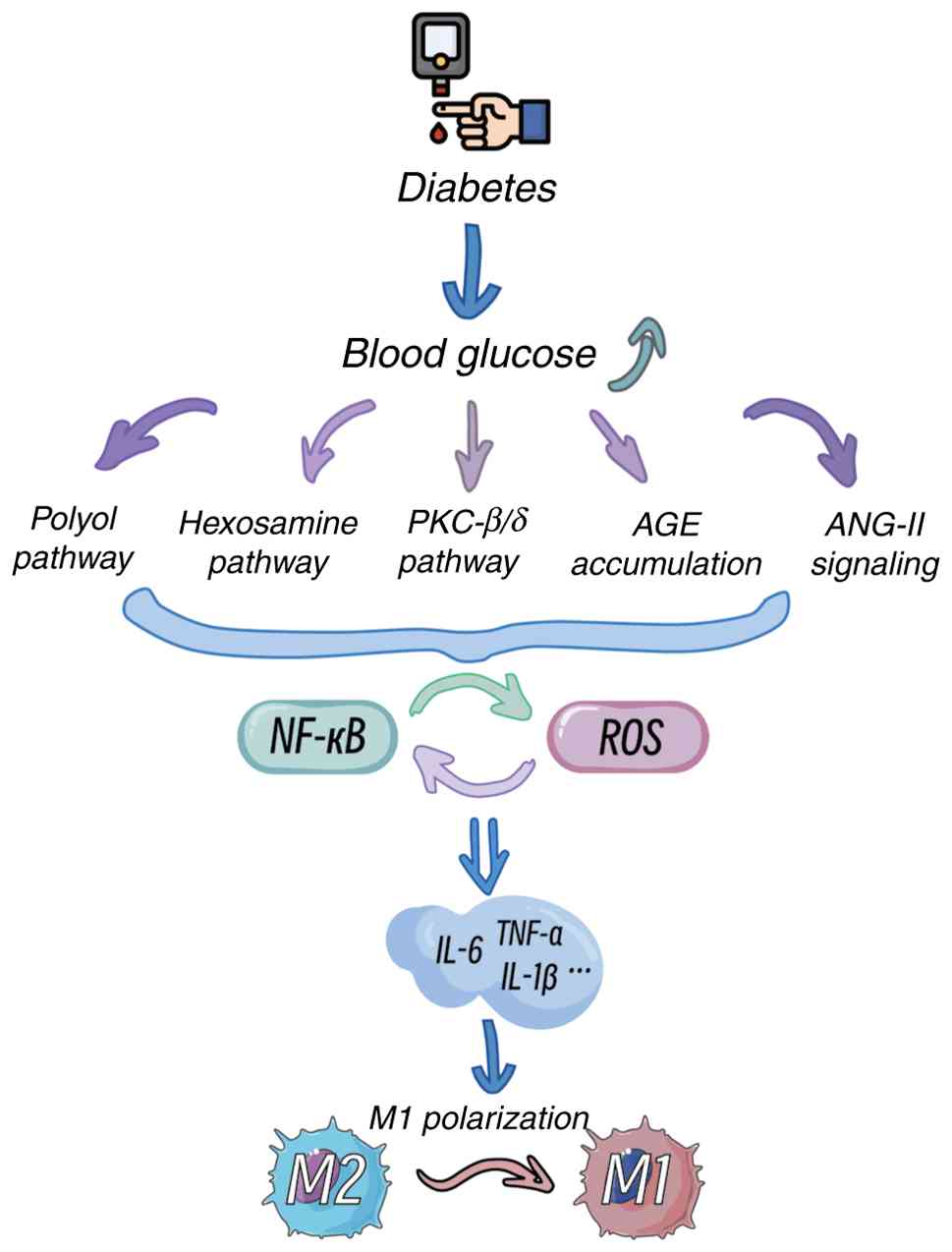 Effects of hyperglycaemic
microenvironment on the activation of microglia. Diabetes leads to
elevated blood glucose levels, which activate several metabolic
pathways: the polyol pathway, hexosamine pathway, PKC-β/δ pathway,
AGE accumulation and ANG-II signalling. These pathways converge to
activate NF-κB and increase ROS production. The interplay between
NF-κB and ROS creates a positive feedback loop, further amplifying
the inflammatory response. This results in the release of
pro-inflammatory cytokines such as IL-6, TNF-α and IL-1β,
ultimately promoting M1 polarization of immune cells and impairing
M2 polarization. AGE, advanced glycation end products; ANG-II,
angiotensin II; ROS, reactive oxygen species.