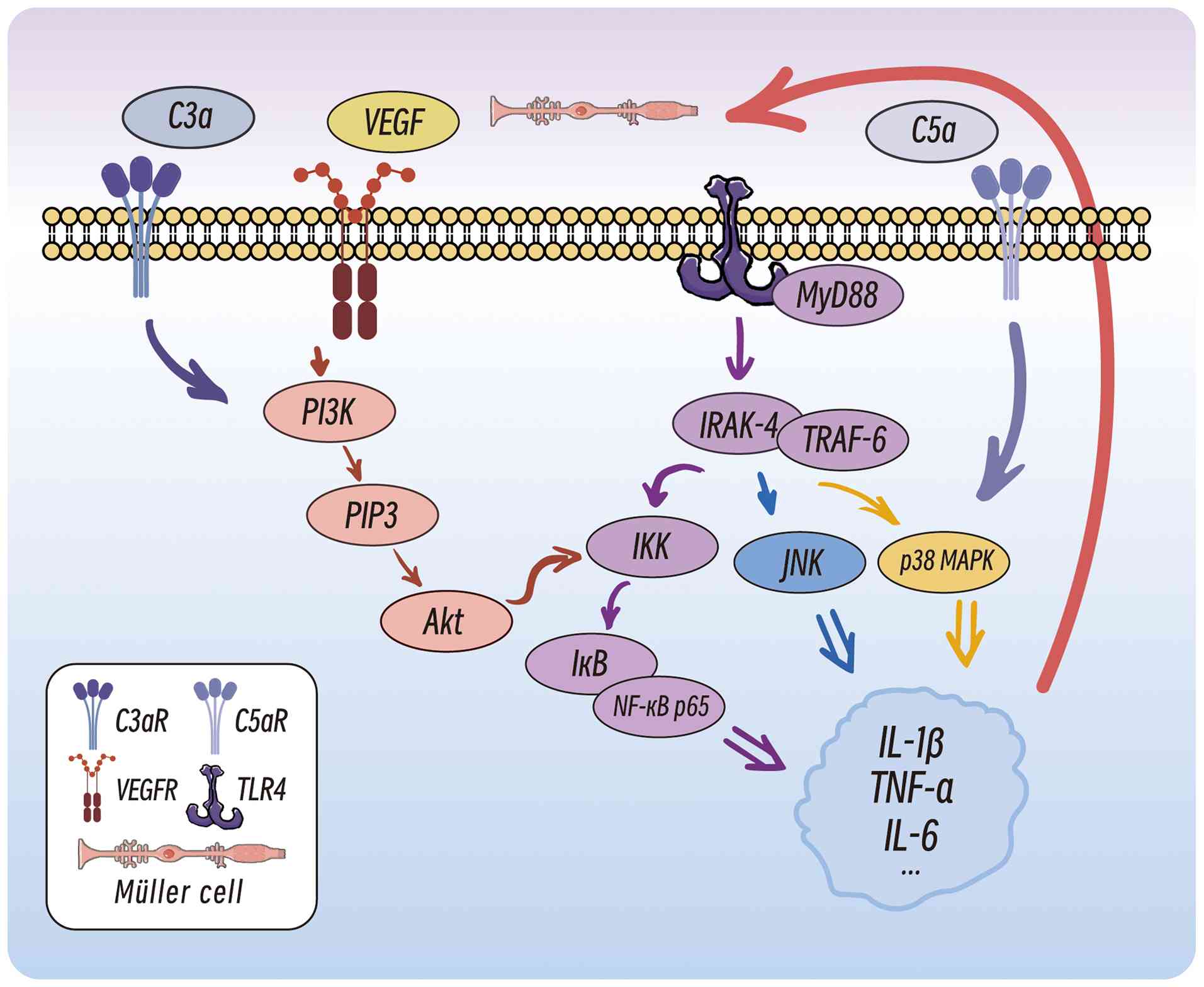 Signalling pathways and cellular
interactions mediated by microglia in DR. In DR, microglia express
receptors such as C3a and C5a receptors, VEGFR and TLR4. The
activation of these receptors triggers intracellular signalling
pathways which subsequently activate downstream kinases. These
signalling cascades lead to the activation of transcription factors
such as NF-κB, resulting in the production and release of
pro-inflammatory cytokines including IL-1β, TNF-α and IL-6. The
released pro-inflammatory cytokines then act on Müller cells,
promoting the release of VEGF. This process highlights the role of
microglia in mediating inflammatory responses and angiogenesis in
DR through these signalling pathways. DR, diabetic retinopathy;
TLR-4, Toll-like receptor 4; MyD88, myeloid differentiation primary
response 88; IRAK-4, interleukin-1 receptor-associated kinase 4;
TRAF6, TNF receptor-associated factor 6; IKK, IκB kinase.
