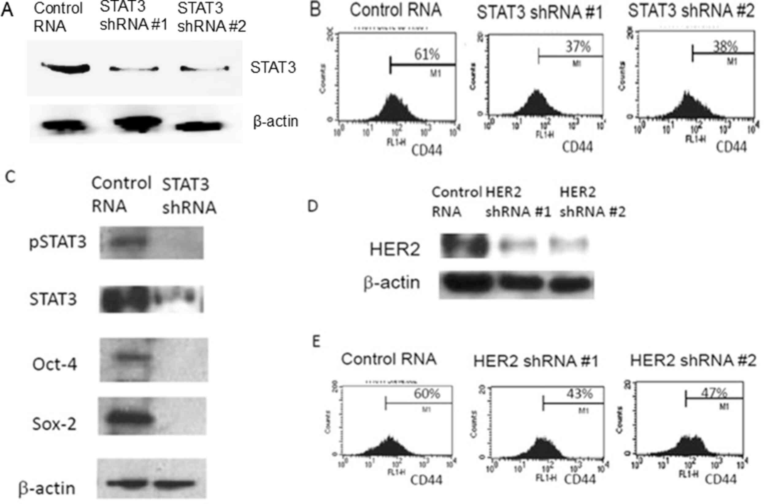 Targeted knockdown of STAT3 gene
reduces CD44-positive cell populations. (A) shRNA driven targeted
knockdown of STAT3 gene was performed with MCF7-HER2. STAT3
knockdown was confirmed with western blot analyses. (B) FACS
profiling of CD44-positive sub-population from the control RNA and
shRNA of STAT3 in MCF7-HER2 cells are presented. (C) Western blot
analyses reaffirmed the stem cell marker abolishment upon STAT3
knockdown. (D) shRNA knockdown for HER2 gene was performed. Western
blot analyses confirmed the HER2 gene knockdown. (E) FACS profiles
of CD44-positive sub-populations from the control RNA and shRNA of
HER2 transfected cancer cells.