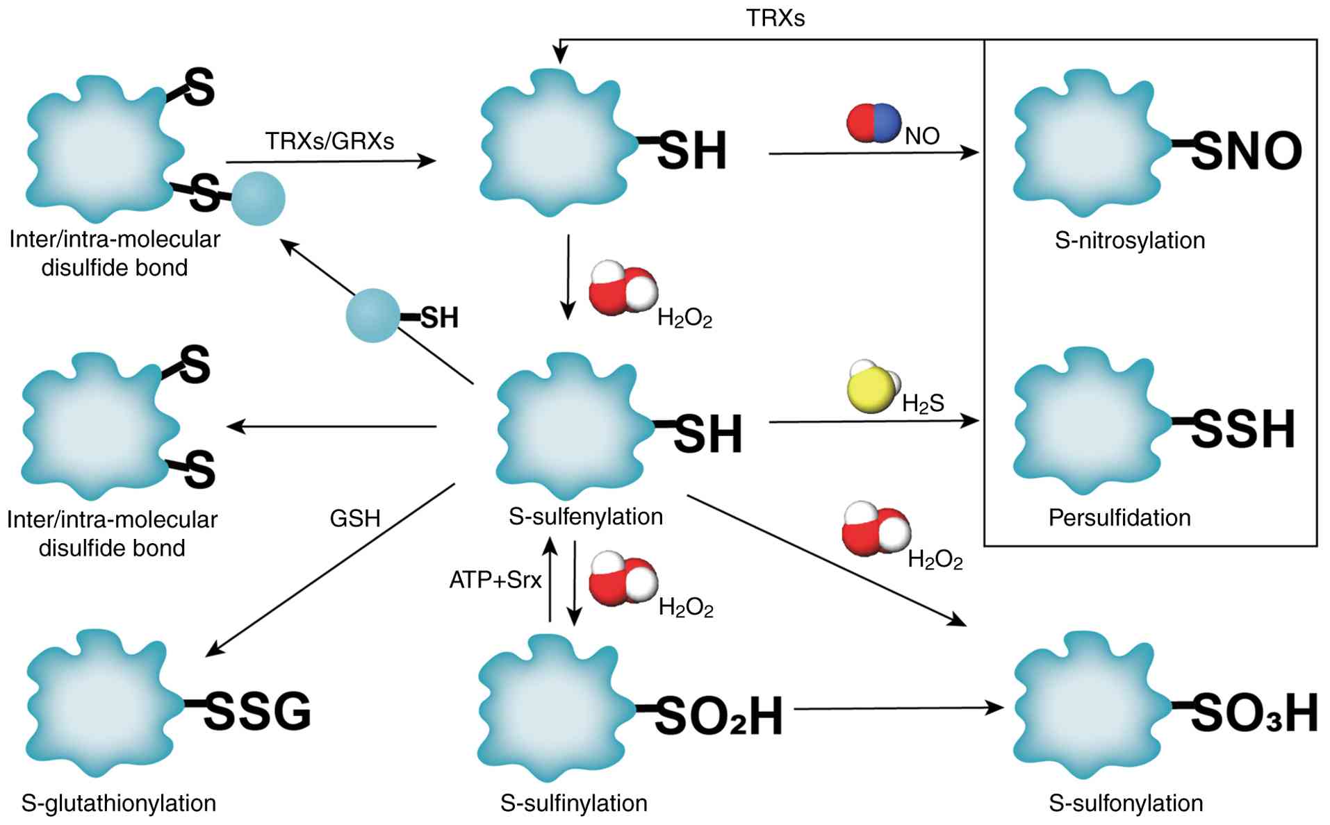 Regulation of different OxiPTM thiol
reaction steps and the cysteine ‘oxidation-reduction switch’
control system. OxiPTM, oxidative post-translational modification;
TRX, thioredoxin; GRX, glutaredoxin; SSG, S-glutathionylation;
-SSH, persulfides; SNO, S-nitrosylation.