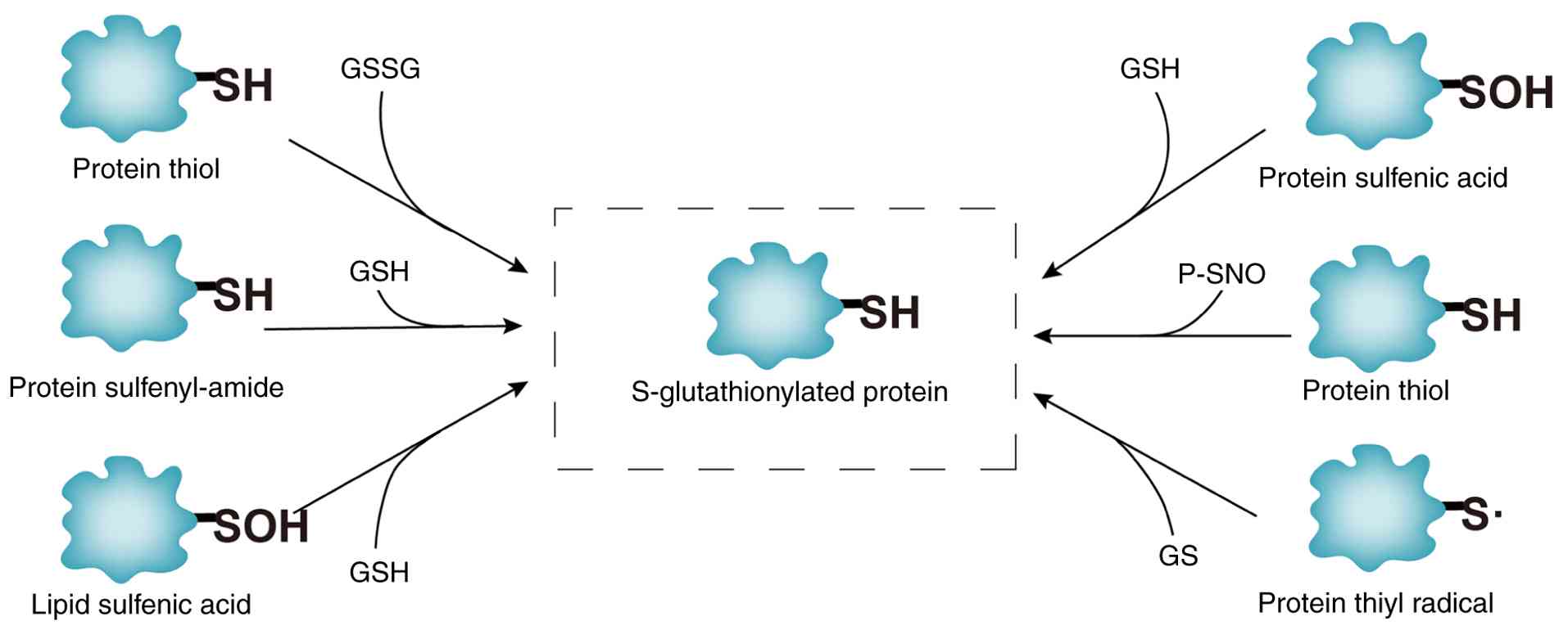 Different biochemical mechanisms of
protein SSG modification. SSG, S-glutathionylation; -SOH, sulfenic
acid; GSH, glutathione; GSSG, GSH/GSH disulfide.