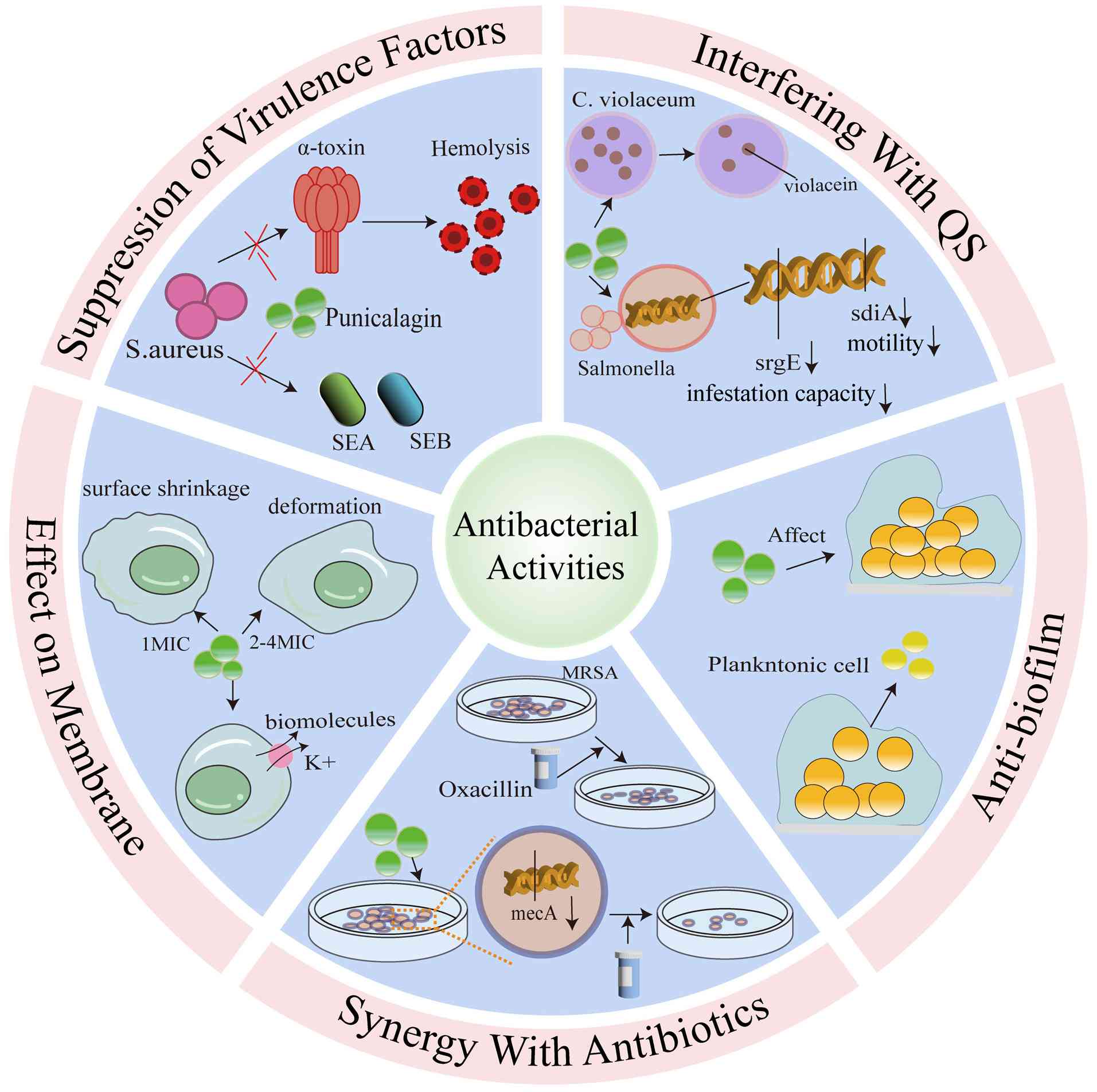 Antibacterial activities of
punicalagin. MIC, minimum inhibitory concentration; MRSA,
methicillin-resistant Staphylococcus aureus; SEA,
staphylococcal enterotoxin A; SEB, staphylococcal enterotoxin
B.