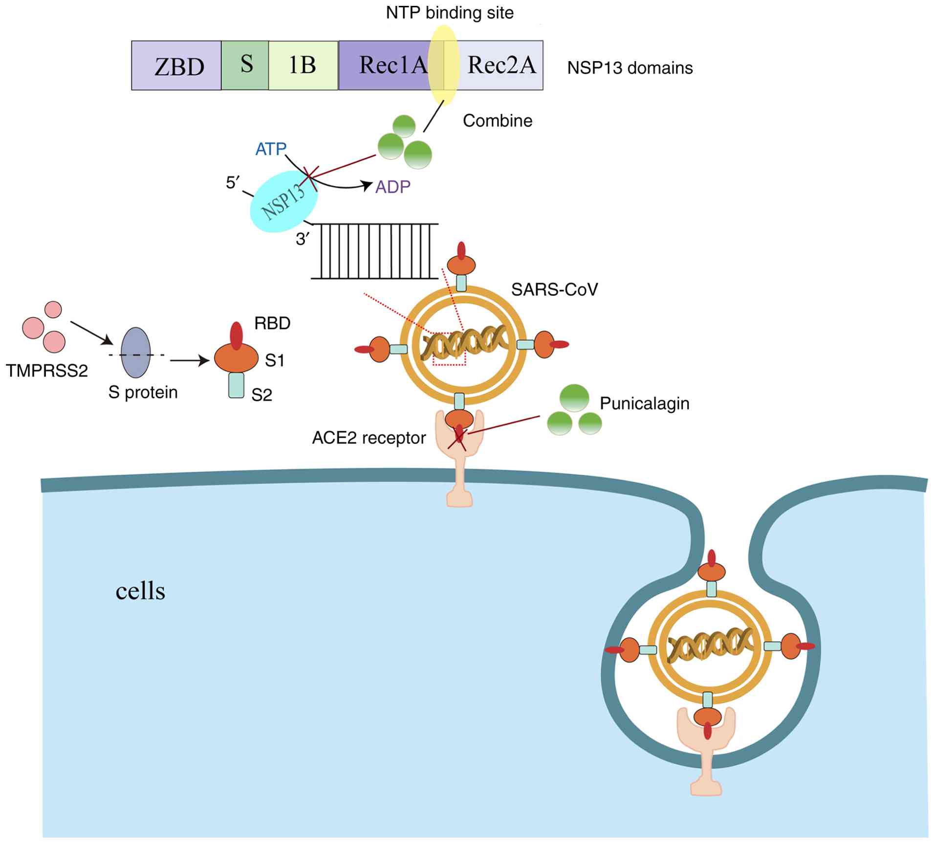 Punicalagin disrupts the interaction
between the spike glycoprotein RBD and the ACE2 receptor and
affects NSP13 helicase. RBD, receptor-binding domain; ACE2,
angiotensin-converting enzyme 2; TMPRSS2, transmembrane protease
serine 2.