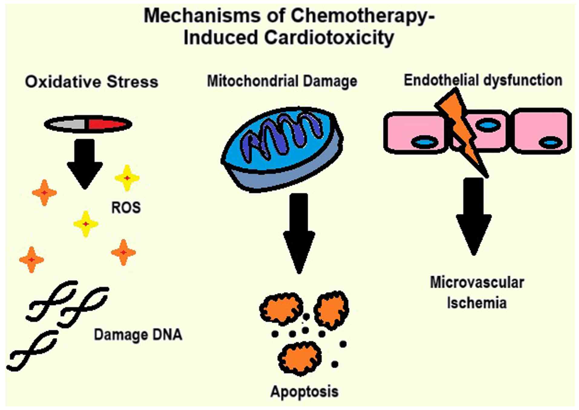 Image demonstrating the key
mechanisms of chemotherapy-induced cardiotoxicity.