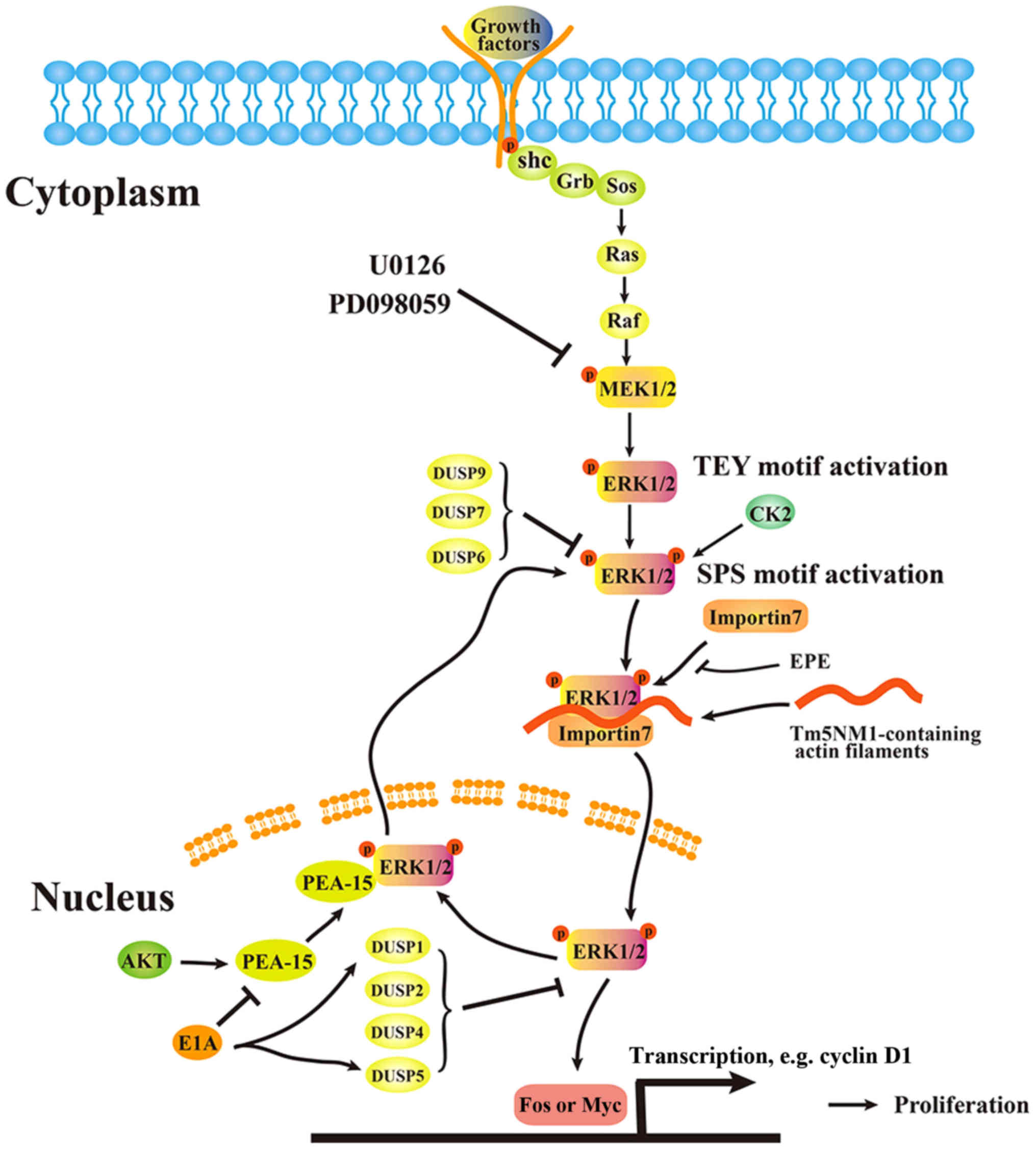 actin filament图片