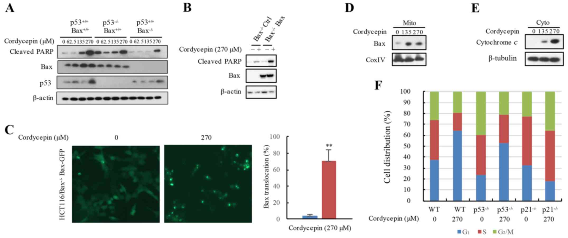 cordycepin induces bax62dependent apoptosis in colorectal cancer