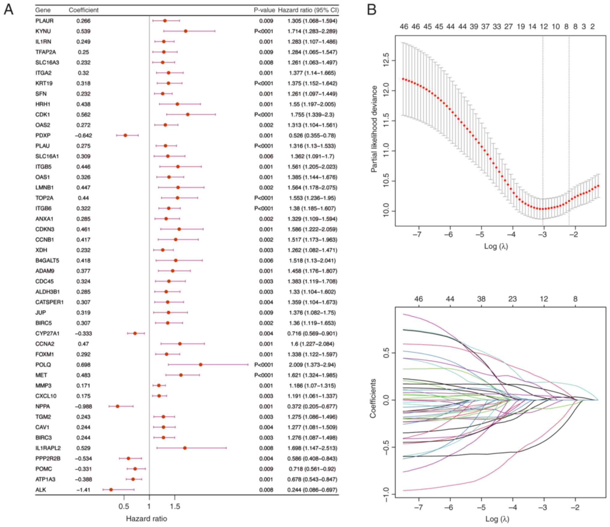 Regression analysis results. (A)
Univariate Cox regression analysis. The coefficient represents the
regression coefficient of a predictor variable (such as gene or
clinical feature) in the Cox regression model. This coefficient
indicates the direction and magnitude of the effect of a variable
on survival. The hazard ratio reflects the relative risk associated
with a one-unit change in the predictor variable. A hazard ratio=1
indicates no effect on survival, >1 suggests an increased risk
(adverse factor) and <1 suggests a decreased risk (protective
factor). (B) Least Absolute Shrinkage and Selection Operator
regression analysis. The optimal penalty coefficient (λ) is
selected through 10-fold cross-validation to optimize the model.
CI, confidence interval.