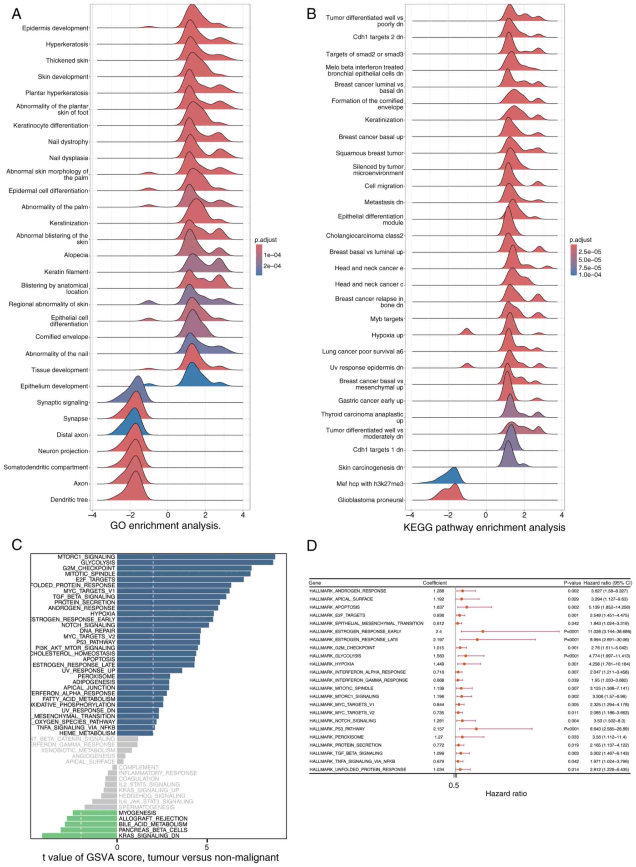Enrichment and survival analysis of
signaling pathways. (A) GO enrichment analysis. (B) KEGG pathway
enrichment analysis. (C) GSVA of pathways. The x-axis represents
the t-value, calculated using a t-test: Larger t-values indicate
more significant differences between groups. Blue bars represent
upregulated pathways, whilst green bars represent downregulated
pathways. (D) Univariate Cox regression analysis of the
GSVA-enriched pathways (P<0.05). The hazard ratio reflects the
relative risk for a one-unit change in a variable. A hazard ratio
of =1 indicates no effect on survival time, >1 indicates
increased risk (adverse factor) and <1 indicates decreased risk
(protective factor). GO, Gene Ontology; KEGG, Kyoto Encyclopedia of
Genes and Genomes; GSVA, Gene Set Variation Analysis; CI,
confidence interval.