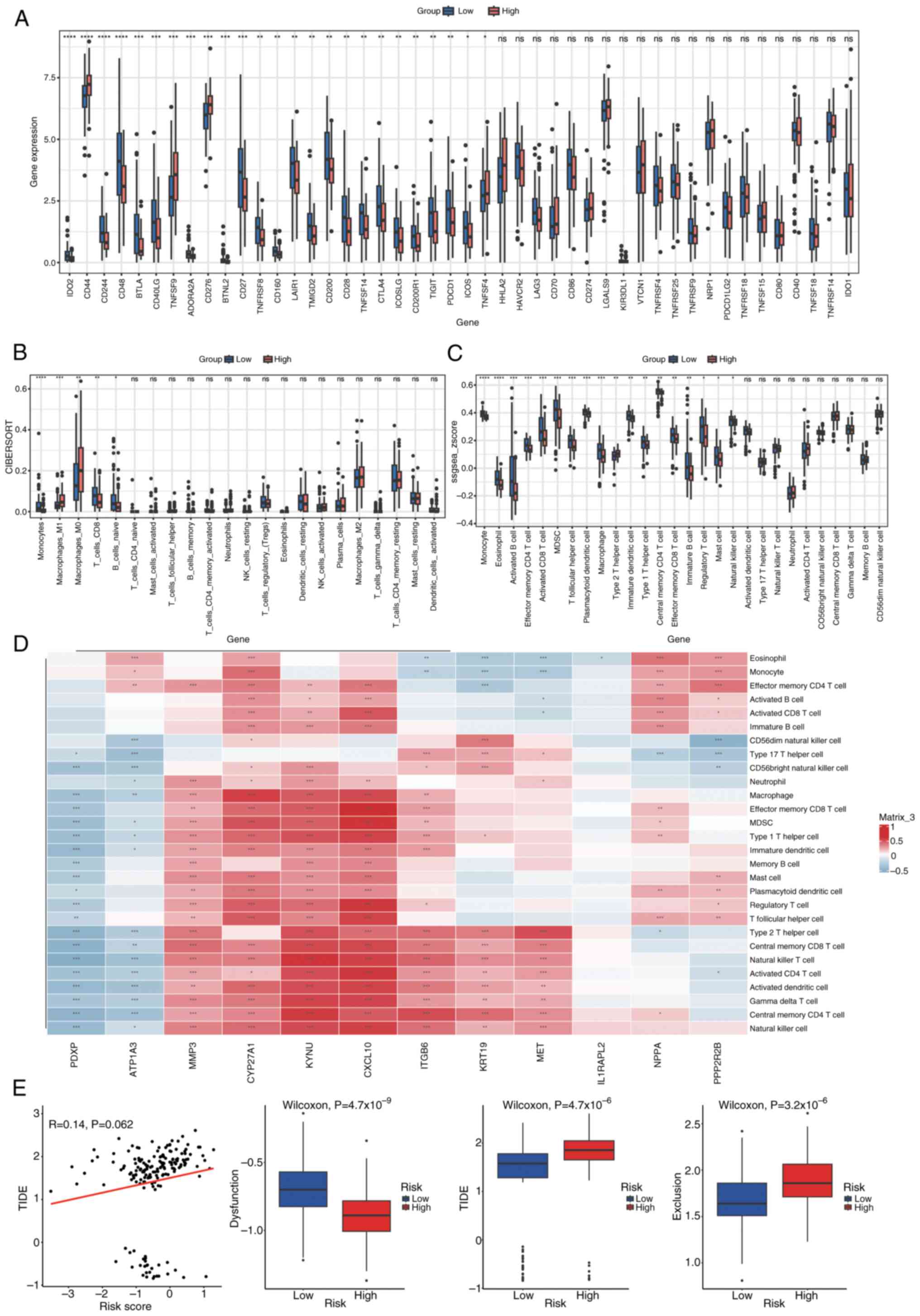 Immune checkpoint and immune cell
infiltration analysis. (A) Differential analysis of 46 immune
checkpoints between high-risk and low-risk groups. Differences in
the infiltration of (B) 22 immune cell types and (C) 28 immune cell
types between high-risk and low-risk groups. (D) Correlation
heatmap between immune cells and Least Absolute Shrinkage and
Selection Operator-selected genes. Blue indicates negative
correlations and red indicates positive correlations. (E)
Differences in dysfunction, exclusion and TIDE scores between
high-risk and low-risk groups. TIDE, Tumor Immune Dysfunction and
Exclusion. *P<0.05; **P<0.01; ***P<0.001;
****P<0.0001.