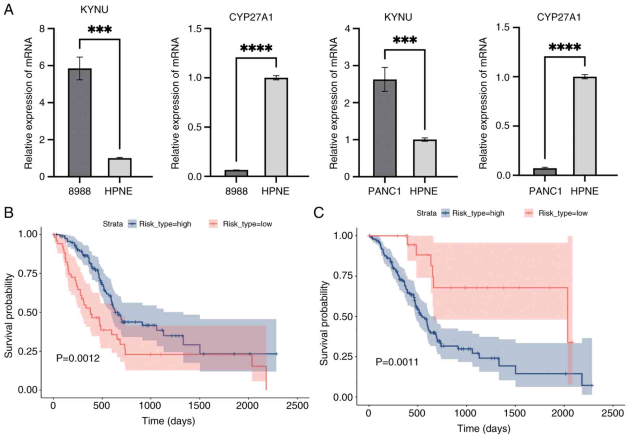 Expression and prognostic analysis of
CYP27A1 and KYNU in pancreatic ductal adenocarcinoma. (A)
Expression levels of CYP27A1 and KYNU in 8988, HPNE and PANC1 cell
lines, detected using reverse transcription-quantitative PCR. HPNE
represents the human pancreatic ductal epithelial cell line, whilst
8988 and PANC1 represent human pancreatic cancer cell lines.
***P<0.001; ****P<0.0001. (B) K-M survival analysis comparing
high- and low-risk groups based on CYP27A1 expression in the
training cohort. The survival curves are stratified by CYP27A1
expression levels. (C) K-M survival analysis comparing high- and
low-risk groups based on KYNU expression in the training cohort.
The survival curves are stratified by KYNU expression levels. KYNU,
Kynureninase; CYP27A1, Cytochrome P450 Family 27 Subfamily A Member
1; K-M, Kaplan-Meier.