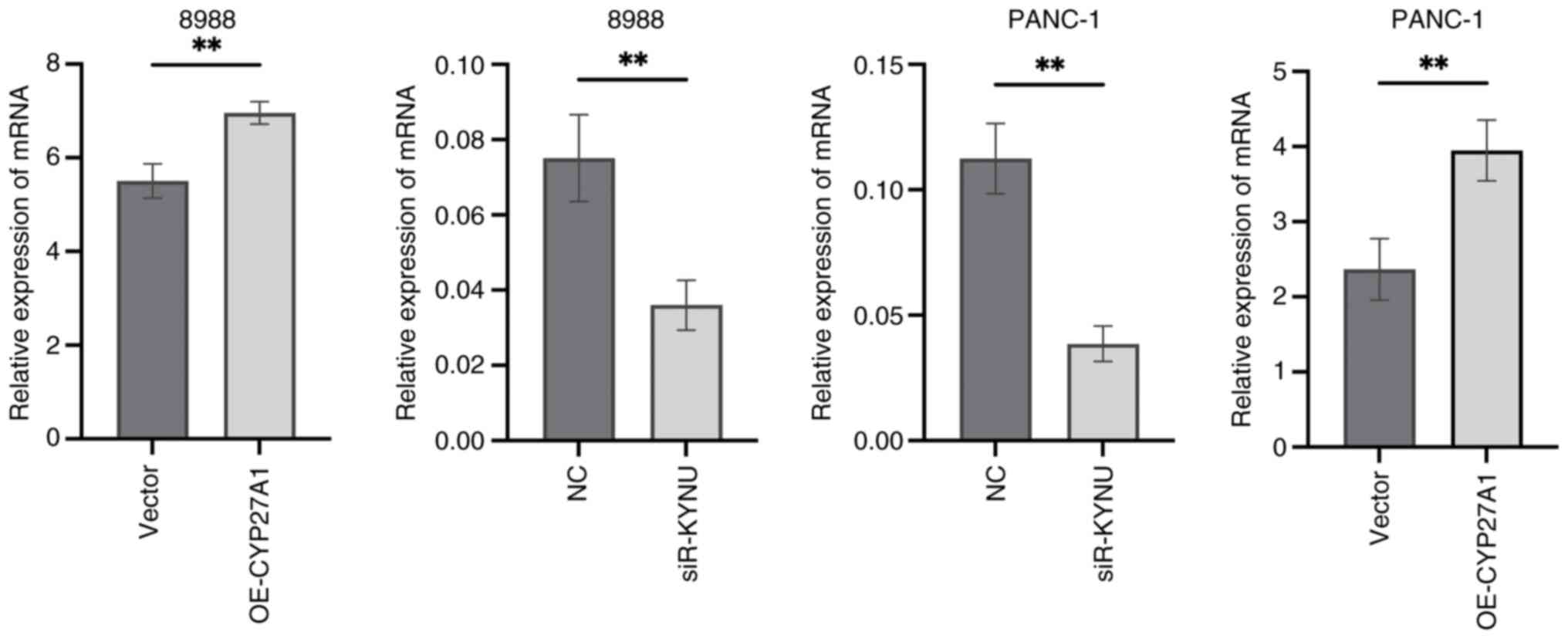 Transfection efficiency validation.
Reverse transcription-quantitative PCR analysis demonstrated the
efficacy of KYNU knockdown and CYP27A1 overexpression. GAPDH was
used as internal control. **P<0.01. KYNU, Kynureninase; CYP27A1,
Cytochrome P450 Family 27 Subfamily A Member 1; OE, overexpression;
NC, negative control; siR, small interfering RNA.