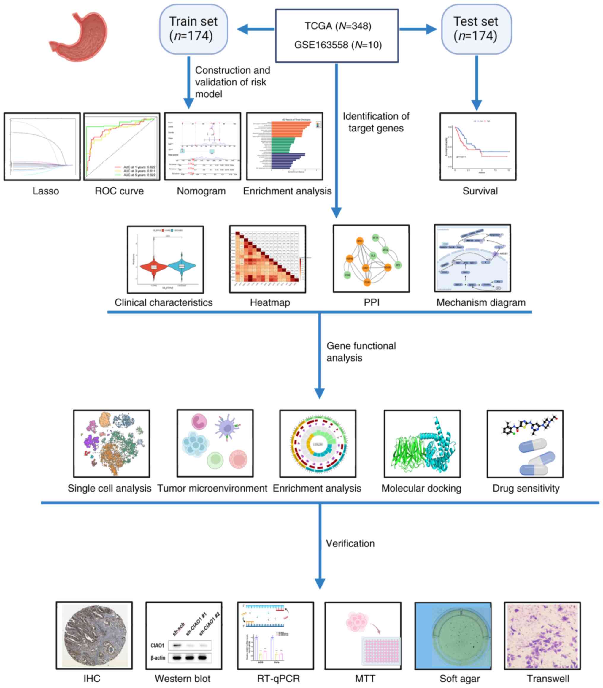 Schematic workflow of the development
and validation of the risk model using TCGA, highlighting key genes
and their interaction mechanisms through gene expression analysis,
survival curve plotting and network diagram construction. Potential
drug targets were identified, and their efficacy was assessed using
in vitro experiments. TCGA, The Cancer Genome Atlas; LASSO,
Least absolute shrinkage and selection operator; ROC, receiver
operating characteristic; PPI, protein-protein interaction; IHC,
immunohistochemistry; RT-qPCR, reverse transcription-quantitative
PCR.