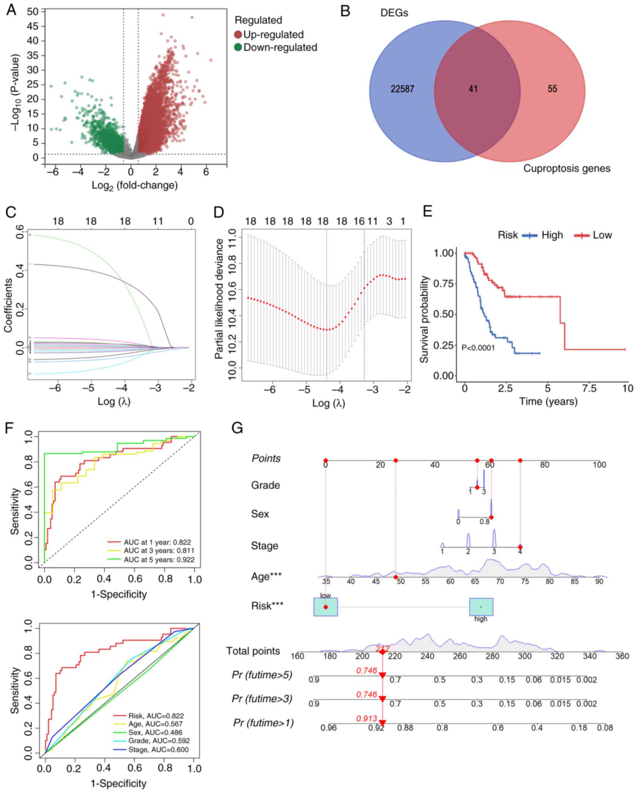 Development of a risk model based on
CRGs in TCGA dataset. (A) A volcano plot was constructed to
identify genes exhibiting differential expression between tumor and
normal tissues (|Log FoldChange|>0.585; P<0.05). (B)
Venn diagram showing 41 DEGs from TGCA-STAD. (C) Least absolute
shrinkage and selection operator coefficient profile. (D) Optimal λ
selection via cross-validation. (E) Survival differences between
high- and low-risk groups were analyzed in the training cohort. (F)
AUC values for 1-, 3- and 5-year survival rates. Receiver operator
characteristic curves were constructed for the different clinical
characteristics, and a risk model was developed. (G) Nomogram was
constructed to predict overall survival rates at 1, 3 and 5 years
for patients with gastric cancer. ***P<0.001. TCGA, The Cancer
Genome Atlas; DEGs, differentially expressed genes; STAD, stomach
adenocarcinoma; CRGs, cuproptosis-related genes; AUC, areas under
the receiver operating characteristic curves.