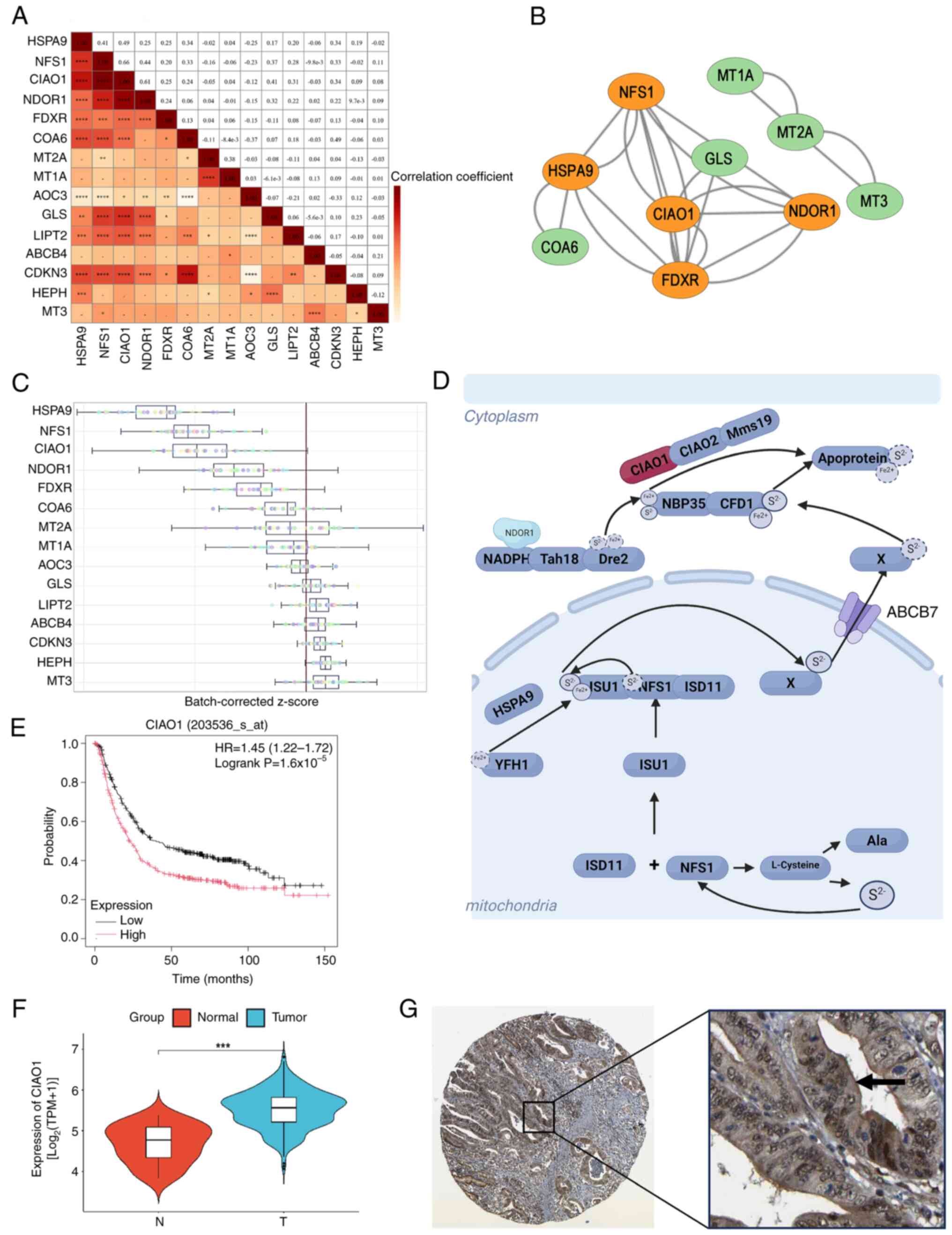Elevated CIAO1 expression is
crucial for assembly of iron-sulfur clusters in stomach
adenocarcinoma. (A) Heatmap illustrating the correlation among 15
DE-CRGs. (B) Protein-protein interaction network plot of 15
DE-CRGs. (C) Box plot illustrating the z-score of the 15 DE-CRGs.
(D) Mechanism of the iron-sulfur cluster assembly process. (E)
Survival analysis of patients with gastric cancer with high or low
CIAO1 levels, determined using the Kaplan-Meier Plotter
database. (F) CIAO1 gene expression in gastric cancer
tissues compared with adjacent normal tissues. *P<0.05,
**P<0.01, ***P<0.001, ****P<0.0001. (G)
Immunohistochemical staining of CIAO1 in gastric cancer tissue.
Magnification, ×40 times (left) and 400 times (right)
respectively). CIAO1, cytosolic ironsulfur assembly component 1;
DE-CRGs, differentially expressed cuproptosis-related genes; HR,
hazard ratio; N, lymph node; T, tumor; TPM, transcripts per
million.