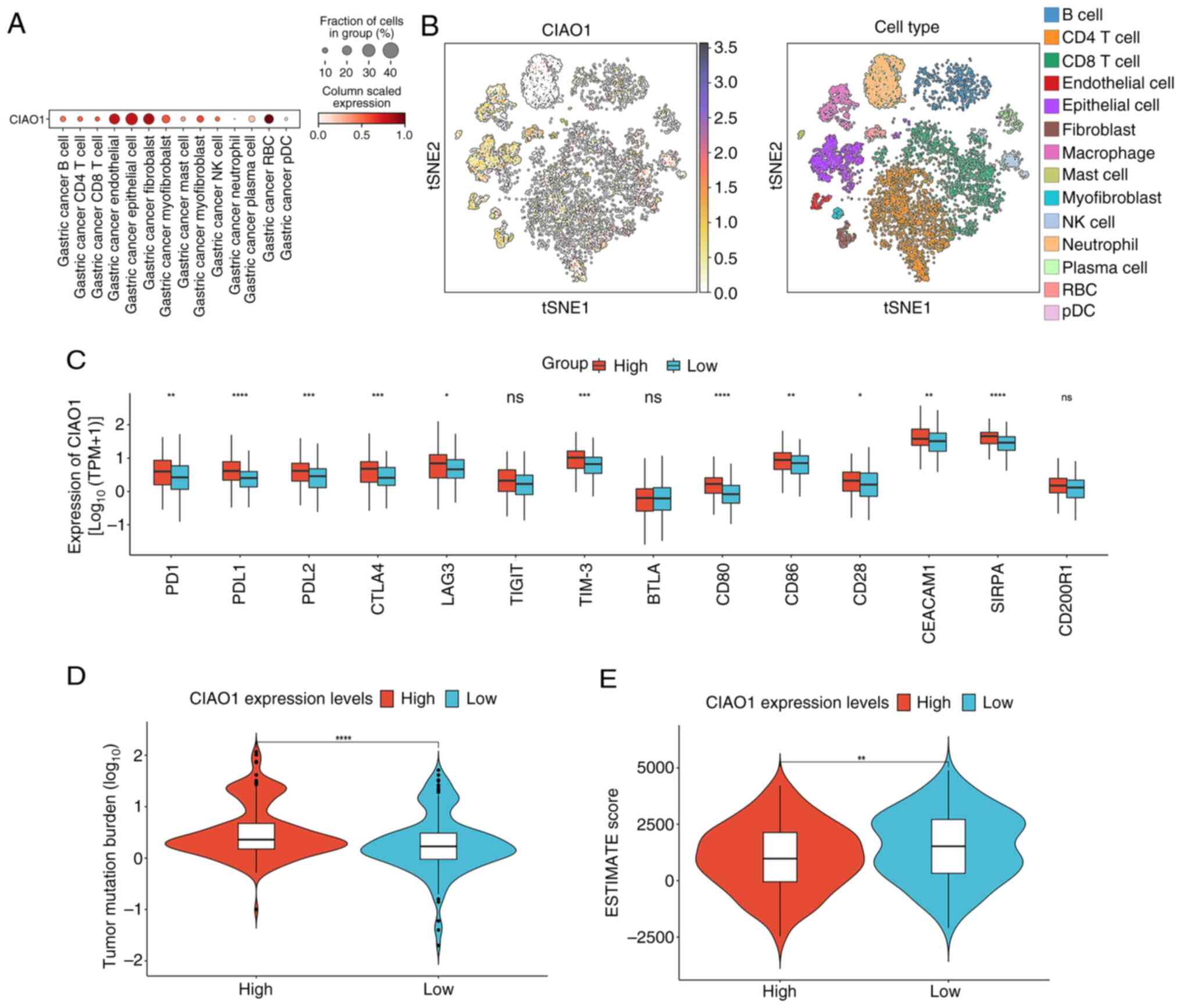 Impact of CIAO1 expression on
the tumor microenvironment and immune-associated markers in stomach
adenocarcinoma. (A) Expression and distribution of CIAO1 across
cell types in gastric cancer. (B) t-SNE plots were used to
visualize the distribution of CIAO1 in cell subtypes in the three
patients with gastric cancer. Expression levels of (C) immune
checkpoints, (D) tumor mutation burden and (E) ESTIMATE scores,
comparing the high- and low-CIAO1 expression groups.
*P<0.05; **P<0.01; ***P<0.001; ****P<0.0001.
CIAO1, cytosolic iron-sulfur assembly component 1; tSNE,
t-distributed stochastic neighbor embedding; NK, natural killer;
RBC, red blood cell; pDC, plasmacytoid dendritic cell; TPM,
transcripts per million; PD1, prephenate dehydratase 1;
PDL2, programmed cell death 1 ligand 2; CTLA4,
cytotoxic T-lymphocyte associated protein 4; LAG3,
lymphocyte activating 3; HAVCR2, hepatitis A virus cellular
receptor 2; CEACAM1, carcinoembryonic antigen-related cell
adhesion molecule 1; SIRPA, signal regulatory protein α; ns,
not significant.