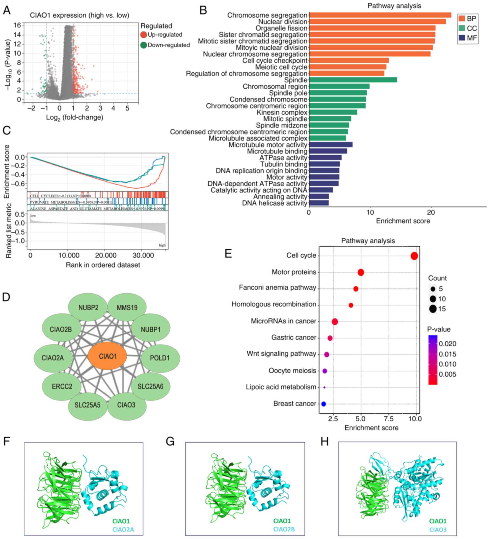 Enrichment analysis of DEGs and
CIAO1-interacting proteins in stomach adenocarcinoma. (A) Volcano
plot, highlighting the DEGs between the high- and low-CIAO1
expression groups [Log(FoldChange)<1; P<0.05]. (B)
Gene Ontology functional enrichment analysis for DEGs. (C) Geneset
enrichment analysis. (D) Protein-protein interaction network plot
of CIAO1-interacting proteins. (E) Kyoto Encyclopedia of Genes and
Genomes functional enrichment analysis for DEGs. The
three-dimensional visualization of the structure of CIAO1 and its
interacting proteins: (F) CIAO2A, (G) CIAO2B and (H) CIAO3. DEGs,
differentially expressed genes; CIAO, cytosolic iron-sulfur
assembly component; BP, Biological Process; CC, Cellular
Compartment; MF, Molecular Function.