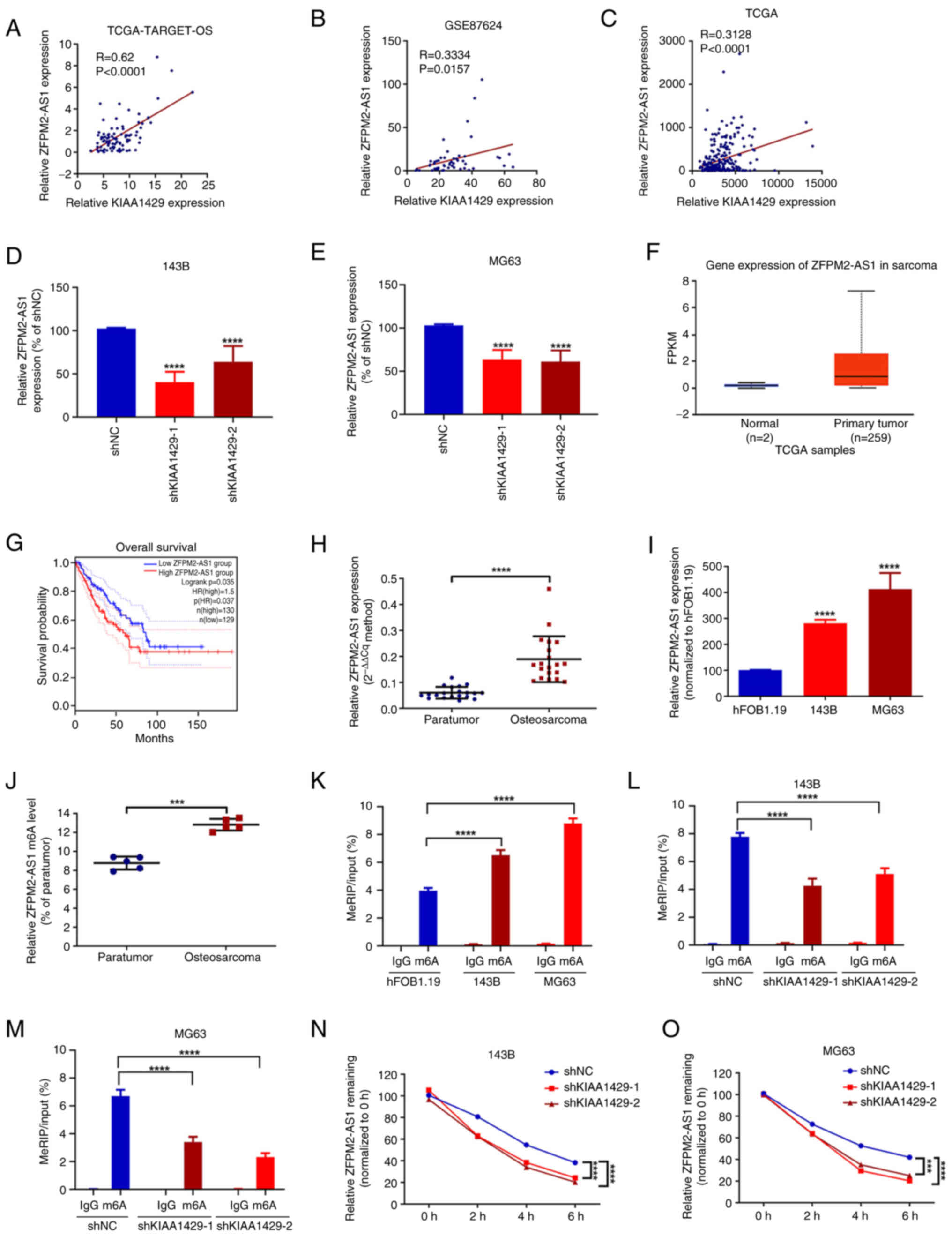 KIAA1429-mediated m6A
modification is associated with ZFPM2-AS1 stability in osteosarcoma
cells. Correlation of KIAA1429 and ZFPM2-AS1 expression in (A) 87
osteosarcoma tissues from TCGA-TARGET-OS database, (B) 52
osteosarcoma tissues from the GSE87624 osteosarcoma-associated
dataset and (C) 260 sarcoma tissues from TCGA. RT-qPCR detection of
ZFPM2-AS1 expression in (D) 143B and (E) MG63 cells with KIAA1429
knockdown. ****P<0.0001 vs. shNC. (F) ZFPM2-AS1 expression in
sarcoma tissues and normal tissues from TCGA database, analyzed
using UALCAN. P<0.001 primary tumor vs. normal. (G) Kaplan-Meier
analysis of the overall survival of patients with sarcoma based on
ZFPM2-AS1 expression levels. (H) ZFPM2-AS1 expression in 20 pairs
of osteosarcoma and paraneoplastic tissues analyzed by RT-qPCR.
****P<0.0001 as indicated. (I) Expression of ZFPM2-AS1 in
hFOB1.19, 143B and MG63 cells detected by RT-qPCR. ****P<0.0001
vs. hFOB1.19. m6A levels of ZFPM2-AS1 in (J) 5 pairs of
osteosarcoma and paraneoplastic tissues, (K) hFOB1.19, 143B and
MG63 cells, and KIAA1429 knockdown (L) 143B and (M) MG63 cells
determined by MeRIP-qPCR assay. ***P<0.001 and ****P<0.0001
as indicated. Expression levels of ZFPM2-AS1 determined by RT-qPCR
assay in KIAA1429 knockdown (N) 143B and (O) MG63 cells at various
time points after the addition of actinomycin D. ***P<0.001 and
****P<0.0001 as indicated. All data are presented as the mean ±
SD from three independent experiments. m6A,
N6-methyladenosine; ZFPM2-AS1, friend of GATA family
member 2-antisense 1; TCGA, The Cancer Genome Atlas; OS,
osteosarcoma; RT-qPCR, reverse transcription-quantitative PCR;
shNC, negative control shRNA; shKIAA1429, shRNA targeting KIAA1429;
shRNA, short hairpin RNA; FPKM, fragments per kilobase of
transcript per million mapped reads; MeRIP,
m6A-methylated RNA immunoprecipitation.