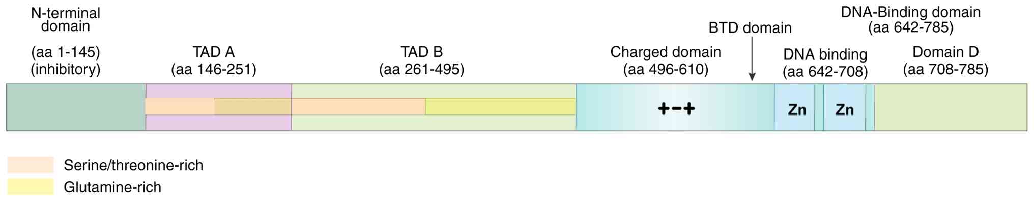 Schematic representation of SP1
structure. The diagram outlines the distinct domains of SP1,
including the N-terminal domain (aa 1–145), transactivation domain
A (TAD A; aa 146–251), transactivation domain B (TAD B; aa
261–495), charged domain (aa 496–610), DNA binding domain (aa
642–708) and domain D (aa 708–785). The N-terminal domain is marked
as inhibitory, while TAD A and TAD B are highlighted with color
coding to indicate regions rich in serine/threonine (light orange)
and glutamic acid (yellow). The charged domain is represented with
a series of positive charges (+) and a series of negative charges
(−). The DNA-binding domain (aa 642–785) comprises two zinc finger
motifs (Zn, aa 642–708) followed by domain D (aa 708–785), which
collectively mediate GC-box recognition. Figure was created using
Adobe Illustrator version 28.0 (Adobe, Inc.). Numbers indicate aa
positions. aa, amino acid; Btd, buttonhead; SP1, specificity
protein 1; TAD, tight adherence.