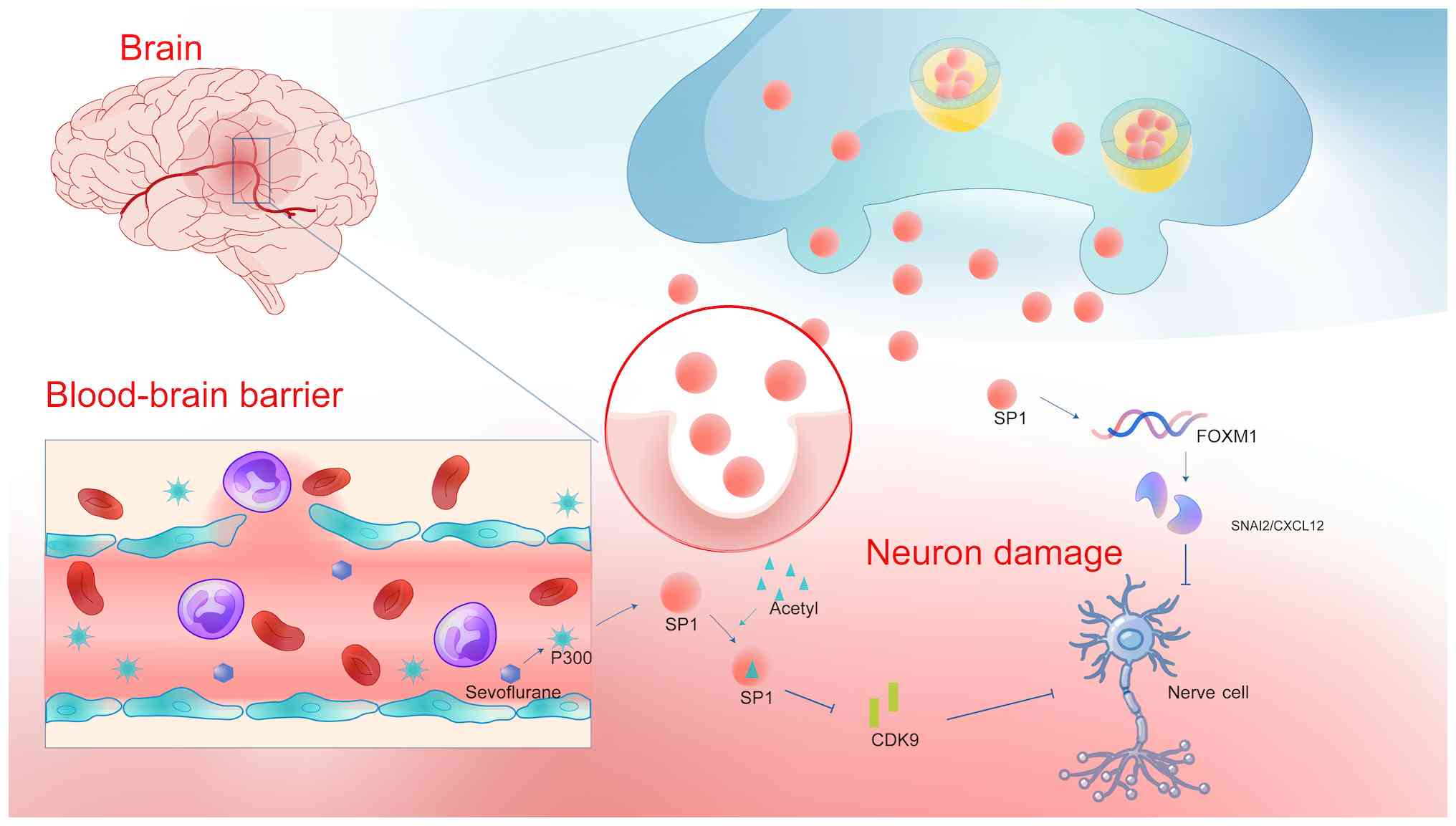 Regulatory mechanism of SP1 in
neuronal injury. Schematic diagram illustrates the interaction
between the BBB and neuronal damage. The influx of SP1, a
transcription factor, affects neuronal integrity. SP1
interacts with FOXM1, promoting the expression of SNAI2 and CXCL12,
which are associated with neuronal damage. Additionally, SP1
modulates CDK9 activity, further contributing to neuronal
impairment. This diagram highlights the molecular pathways involved
in the disruption of the BBB and subsequent neuronal damage,
providing insights into potential therapeutic targets for
neuroprotection. Figure was created using Adobe Illustrator version
28.0 (Adobe, Inc.). CDK9, cyclin dependent kinase 9; CXCL12, C-X-C
motif chemokine ligand 12; FOXM1, forkhead box M1; SNAI2, Snail
family transcriptional repressor 2; SP1, specificity protein
1; BBB, blood-brain barrier.