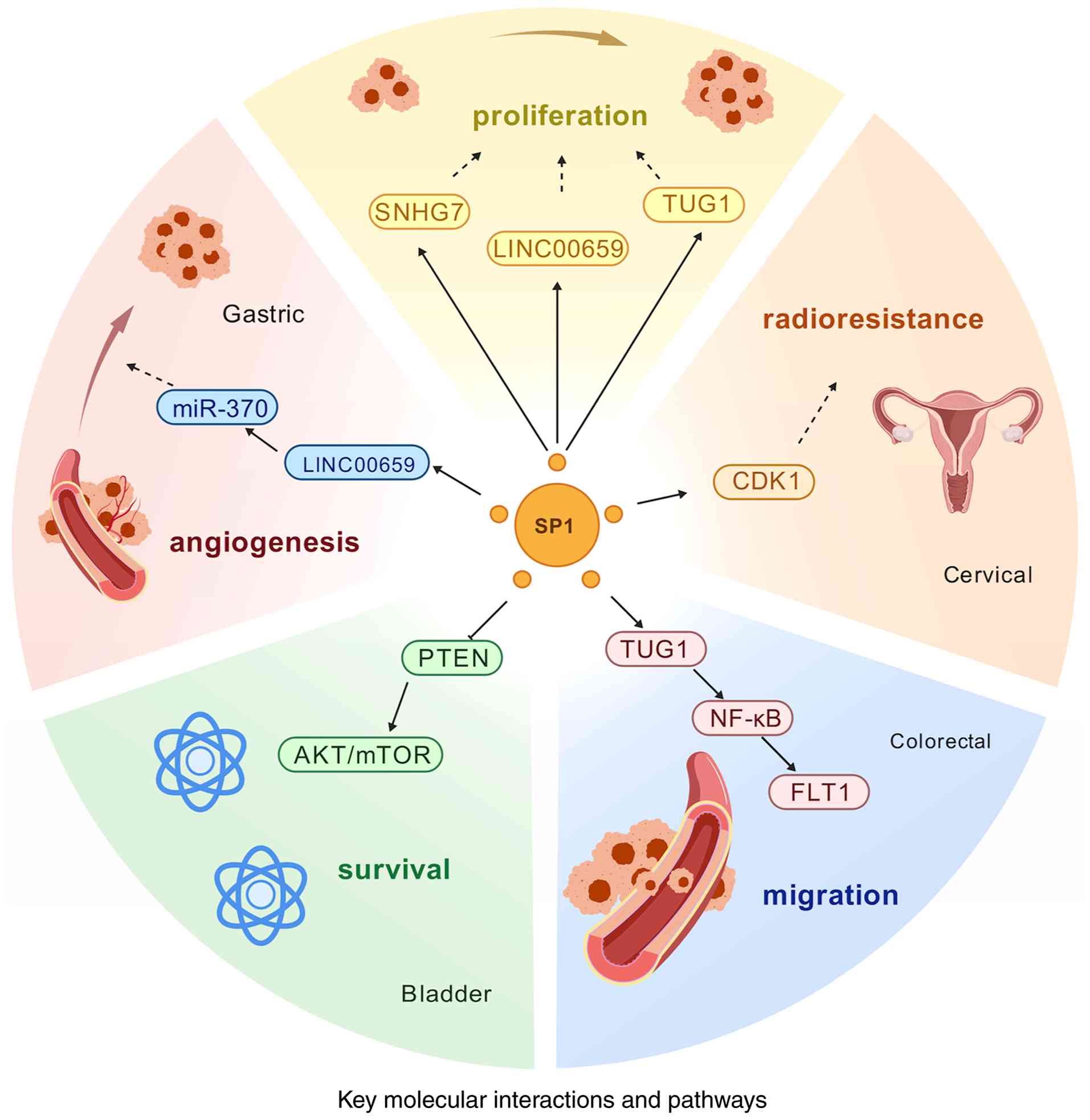 Key molecules and pathways regulated
by SP1 in tumorigenesis and cancer progression. The key
molecules and pathways annotated in this figure demonstrate the
pleiotropic roles of SP1 in tumorigenesis and cancer
progression, highlighting its potential as a therapeutic target.
Figure was created using Adobe Illustrator version 28.0 (Adobe,
Inc.). NF-κB, nuclear factor κB; PTEN, phosphatase and tensin
homolog; SNHG7, small nucleolar RNA host gene 7; SP1,
specificity protein 1; TUG1, taurine-upregulated gene 1; miR,
microRNA; LINC00659; long intergenic non-protein coding RNA 659;
AKT, protein kinase B; mTOR, mTOR, mechanistic target of rapamycin;
CDK1, cyclin dependent kinase; FLT1, fms-related tyrosine kinase 1
.