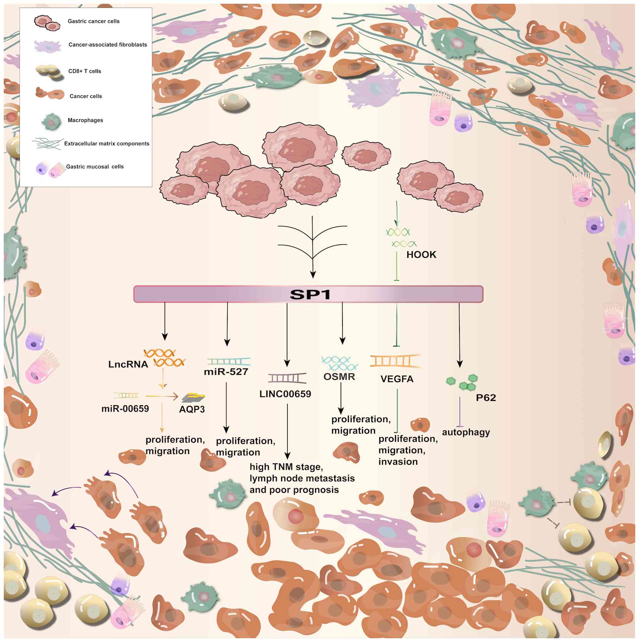 Regulatory mechanism of SP1 in
gastric cancer. SP1, a transcription factor, interacts with
various molecules and pathways that promote cancer cell
proliferation, migration and invasion. Specifically, SP1
influences the expression of lncRNA, miR-527, miR-00659 and
circular RNA LINC00659, which in turn regulate the activity of
downstream targets such as AQP370, OSMR, VEGFA and P62. These
targets are associated with tumor growth, migration, invasion and
autophagy. The diagram includes a legend identifying various cell
types involved in the tumor microenvironment, including gastric
cancer cells, cancer-associated fibroblasts, CD8+ T cells,
macrophages, extracellular matrix components and gastric mucosal
cells. Figure was created using Adobe Illustrator version 28.0
(Adobe, Inc.). LINC00659, long intergenic non-protein coding RNA
659; lncRNA, long noncoding RNA; OSMR, oncostatin M receptor;
SP1, specificity protein 1; TNM, tumor-node-metastasis;
VEGFA, vascular endothelial growth factor A; miR, microRNA; HOOK,
hook microtubule tethering protein; AQP3, aquaporin3.
