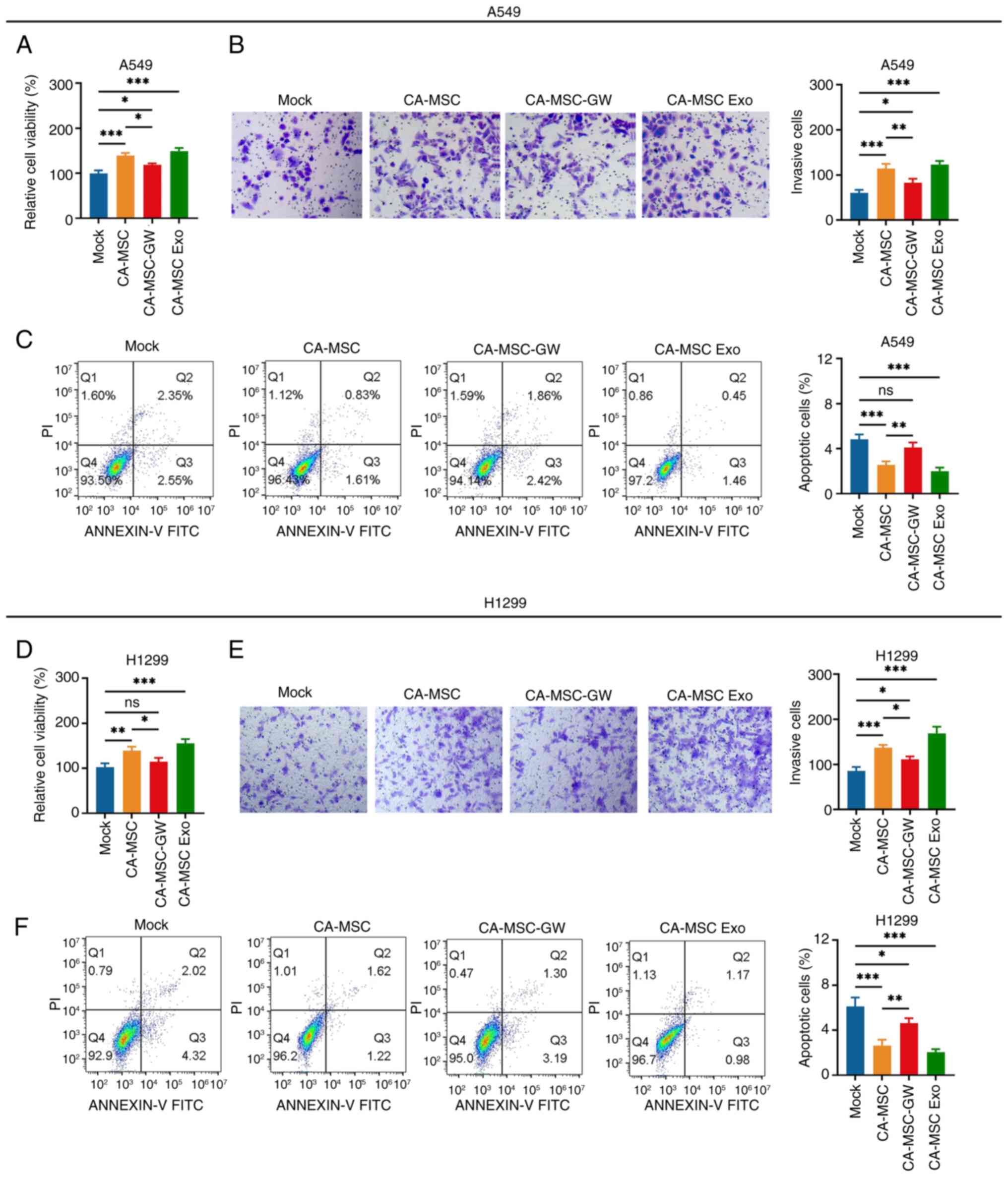CA-MSCs promote non-small cell lung
cancer cell viability and invasiveness via delivering exosomes.
Comparison of the (A) viability, (B) number of invasive cells
(magnification, ×200) and (C) apoptosis rate of A549 cells in the
Mock, CA-MSC, CA-MSC-GW and CA-MSC Exo groups. Comparison of the
(D) viability, (E) number of invasive cells (magnification, ×200)
and (F) apoptosis rate of H1299 cells in the Mock, CA-MSC,
CA-MSC-GW and CA-MSC Exo groups. *P<0.05, **P<0.01 and
***P<0.001; ns, no significance. CA-MSC, cancer-associated
mesenchymal stem cell; CA-MSC-GW, GW4869-treated CA-MSCs; CA-MSC
Exo, exosomes derived from CA-MSCs.