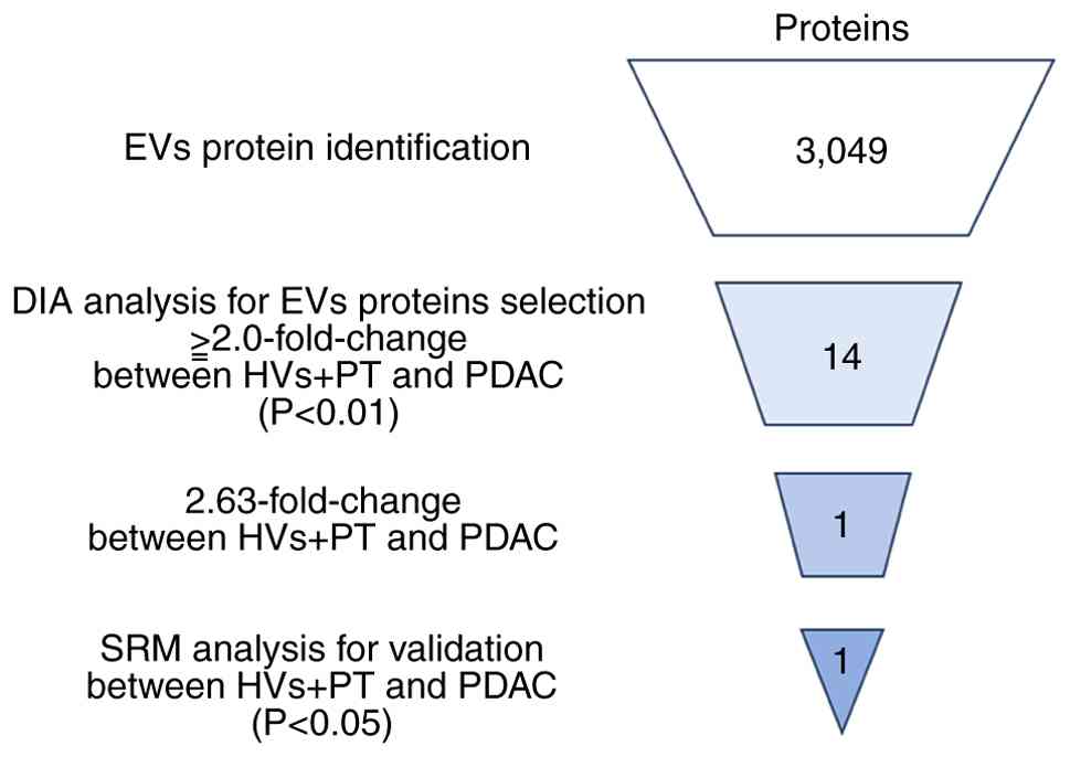 PDAC biomarker discovery in EVs.
Overview of biomarker candidate selection, showing the selection
method at each step and the number of remaining candidate proteins.
EVs, extracellular vesicles; HVs, healthy volunteers; PT, chronic
pancreatitis; PDAC, pancreatic ductal adenocarcinoma; DIA,
data-independent acquisition; SRM, selected reaction
monitoring.