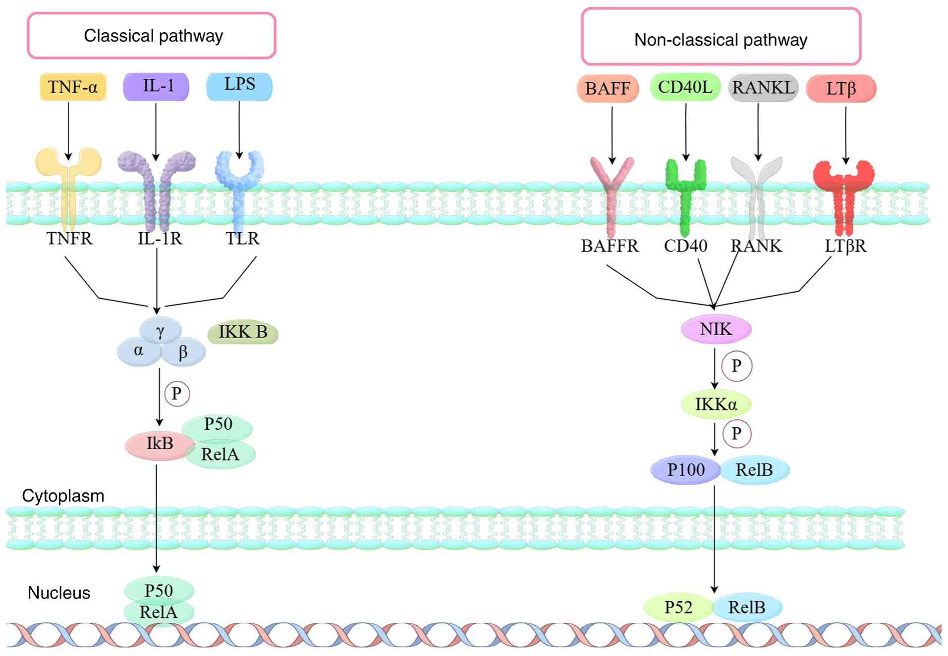 Simplified diagram of classical and
non-classical NF-κB signaling pathway. NF-κB, nuclear factor-κB,
TNF-α, tumor necrosis factor-α; TNFR, tumor necrosis factor
receptor; IL, interleukin; LPS, lipopolysaccharide; TLR, Toll-like
receptor; IκB, inhibitor of nuclear factor-κB kinase subunit β; P,
phosphate group; RelA, transcription factor p65; BAFF, B-cell
activating factor; BAFFR, B-cell activating factor receptor; CD40L,
CD40 ligand; CD40, tumor necrosis factor receptor superfamily
member 5; RANKL, receptor activator of nuclear factor-κB ligand;
RANK, receptor activator of NF-κB; LTβ, lymphotoxin β; LTβR,
lymphotoxin β receptor; NIK, NF-κB induced kinase; IKKα, inhibitor
of κ kinase α; RelB, transcription factor RelB; p52, 52 kDa
repressor of the inhibitor of the protein kinase.