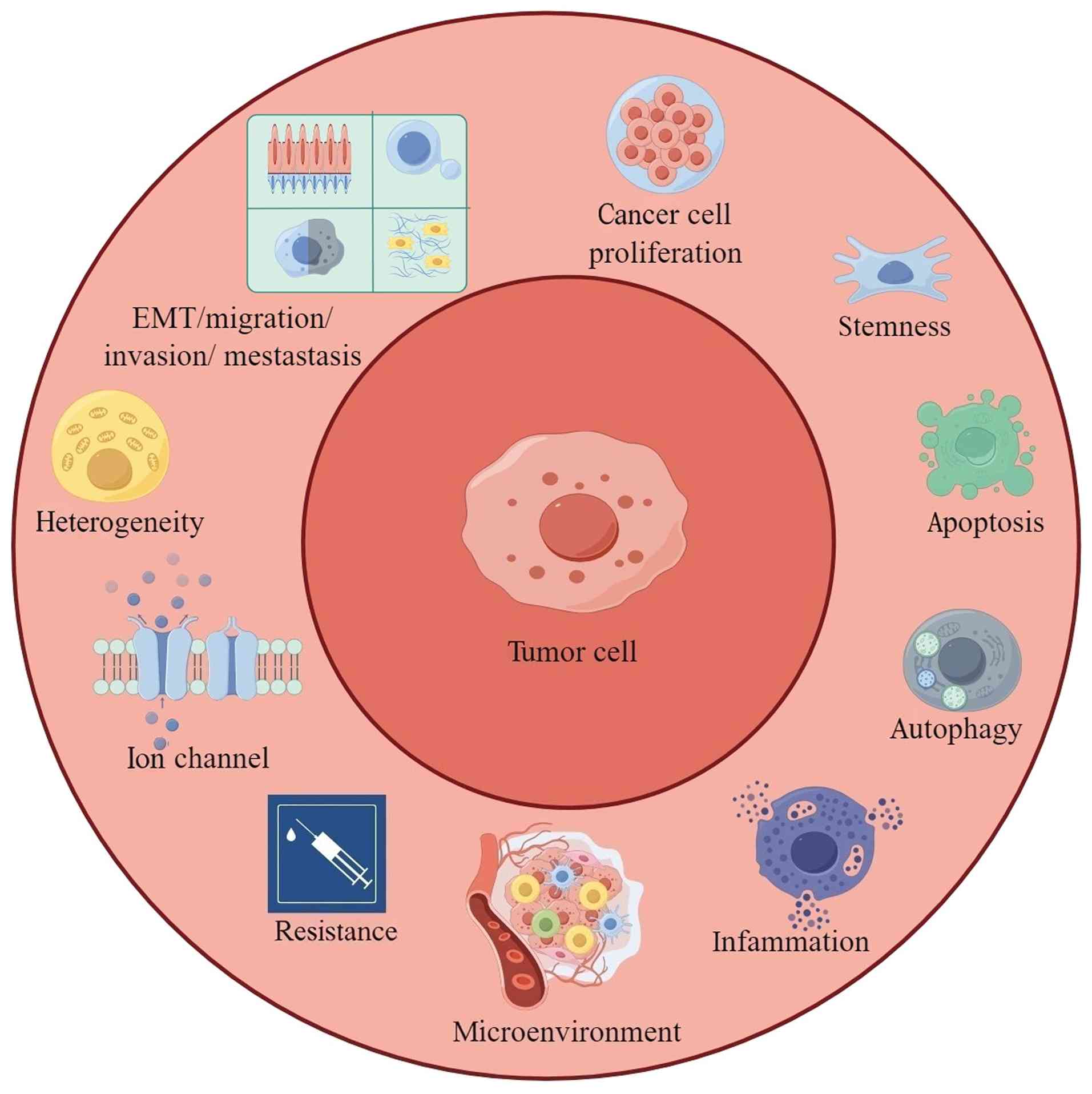 Tumor cells and biochemical
processes. EMT, epithelial-mesenchymal transition.