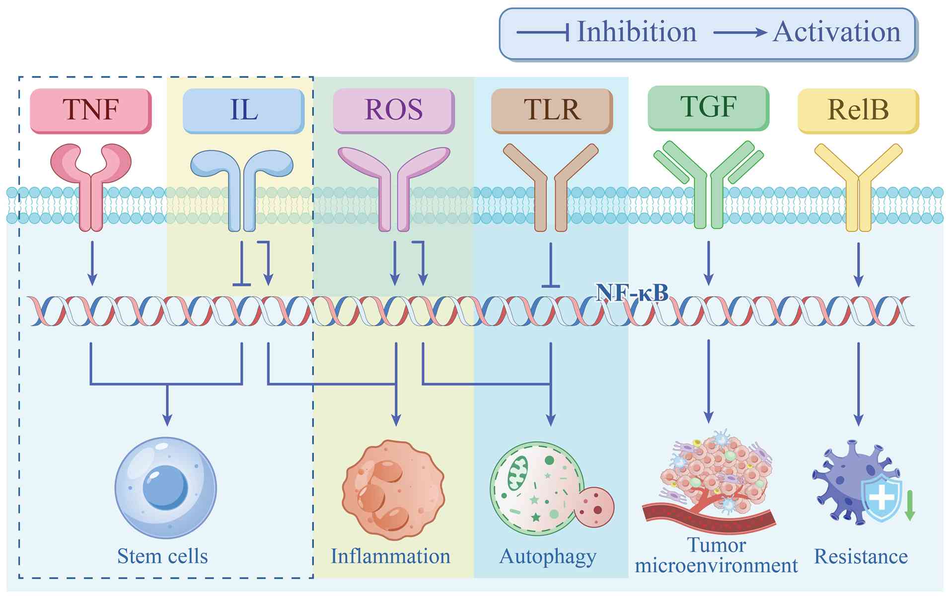 NF-κB pathway-related biochemical
processes. NF-κB, nuclear factor-κB; TNF-α, tumor necrosis
factor-α; IL, interleukin; ROS, reactive oxygen species; TLR, Toll
like receptor; TGF, transforming growth factor; RelB, transcription
factor RelB.