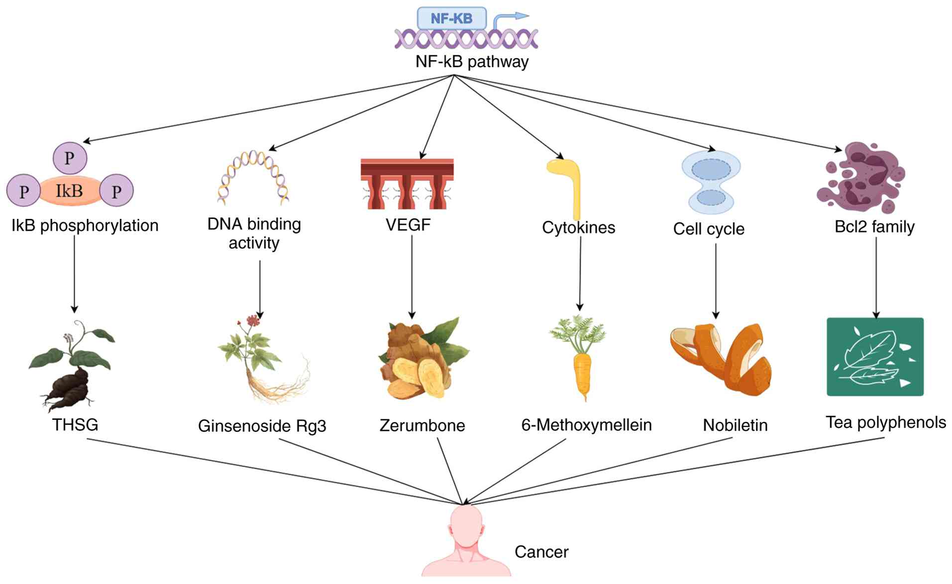 Agents and phytochemicals targeting
the NF-κB pathway for cancer treatment. NF-κB, nuclear factor-κB;
IκB, inhibitor of nuclear factor-κB kinase subunit β; TSHG,
2,3,5,4′-tetrahydroxystilbene-2-O-β-D-glucoside; VEGF, vascular
endothelial growth factor.