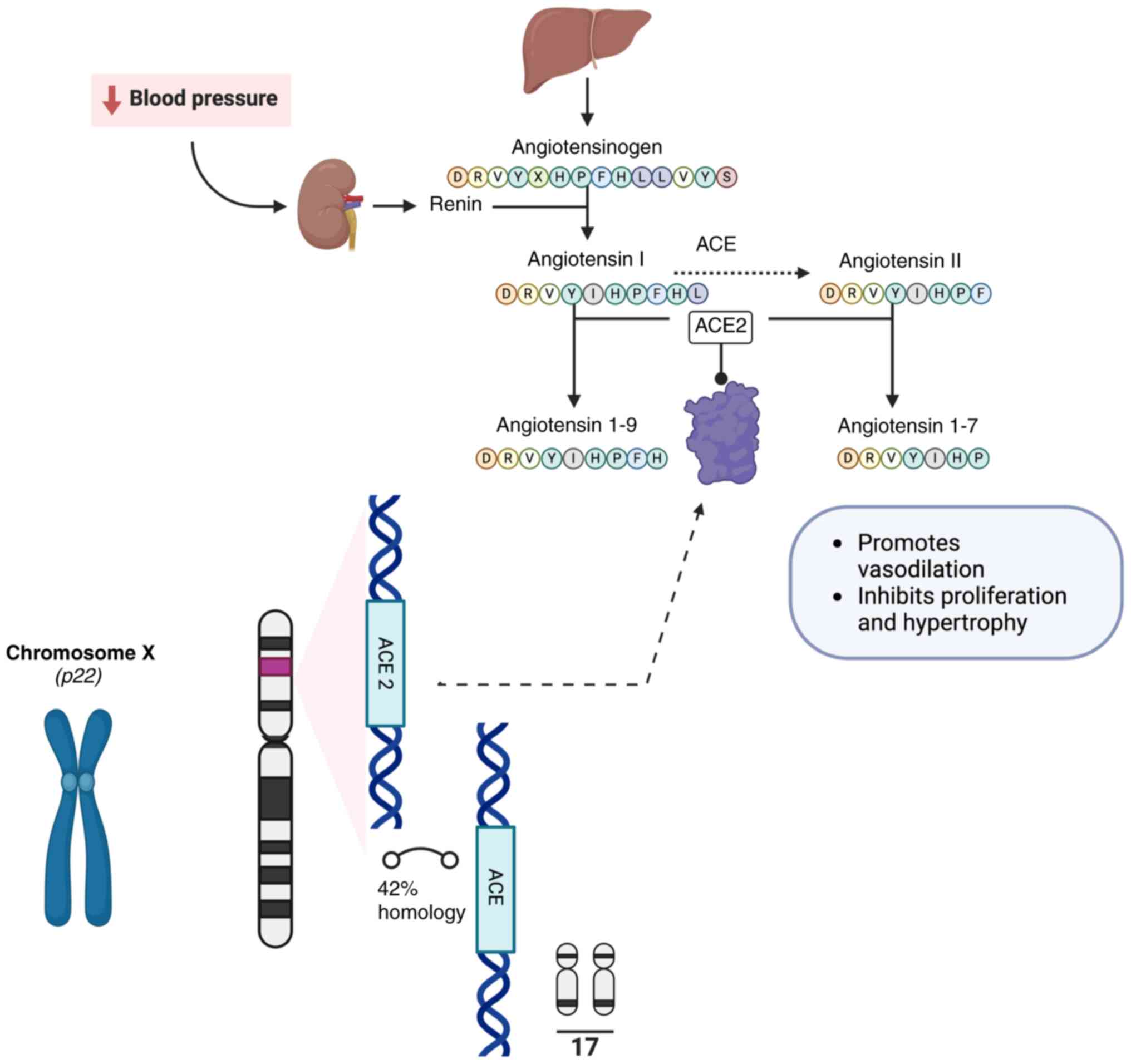 ACE2 structure and function. The ACE2
gene, which shares 42% sequence homology with ACE, is located on
chromosome Xp22.2, and the 805-amino-acid-long protein that it
encodes regulates the renin-angiotensin system by cleaving
angiotensin I to angiotensin 1–9, and angiotensin II peptide to
angiotensin 1–7, which promotes vasodilation and inhibits
proliferation and hypertrophy. ACE2, angiotensin-converting enzyme
2.