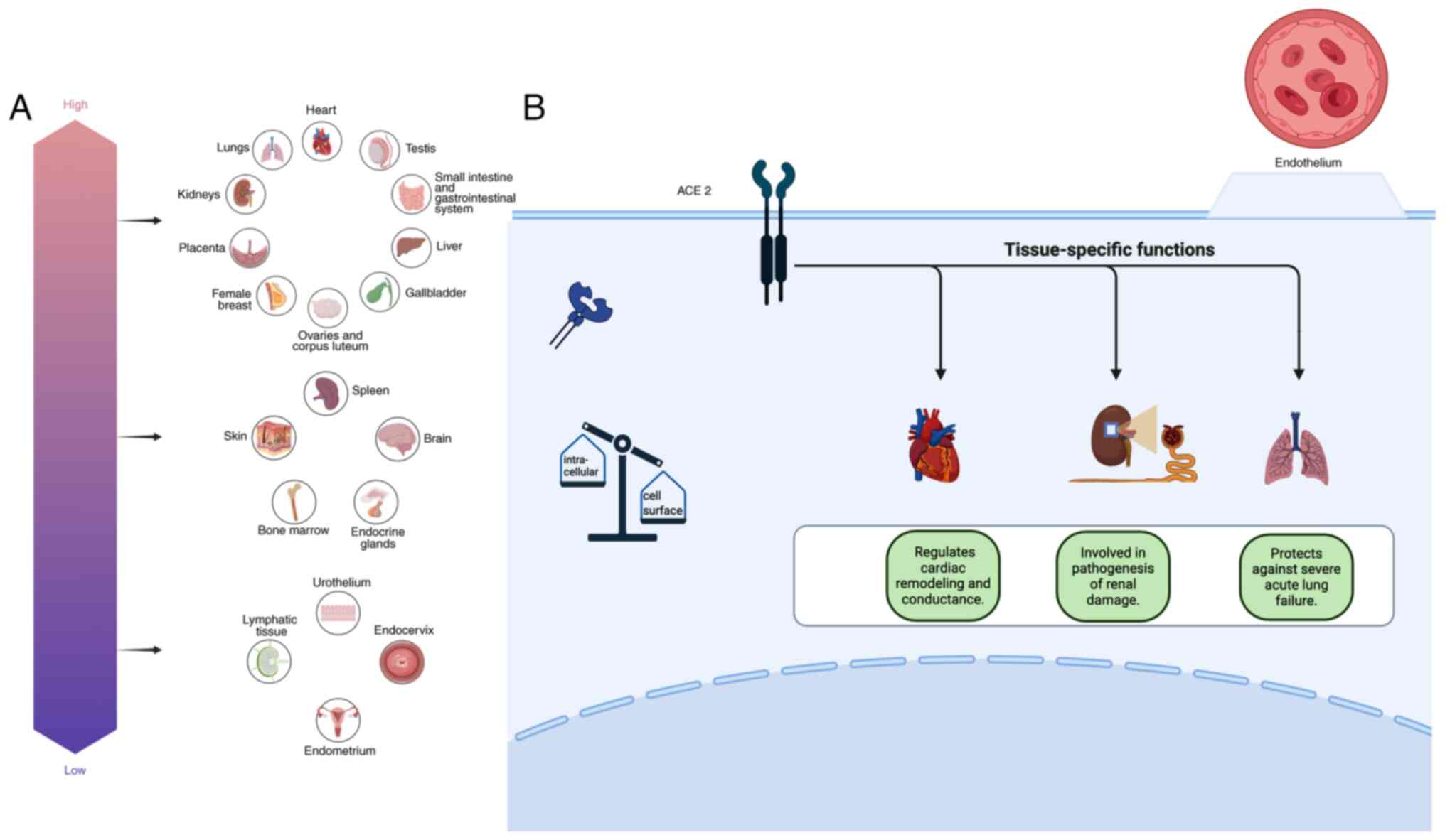 Human organ/tissue specific
expression of ACE2. (A) Placenta, kidneys, lung, heart, testis,
breast, ovaries, corpus luteum, gallbladder, liver and
gastrointestinal tract exhibit high ACE2 expression, with the
greatest density of expression observed across the testis and small
intestine. By contrast, the spleen, brain, bone marrow, endocrine
glands and skin demonstrate low ACE2 expression. ACE2 expression in
the urothelium, lymphatic tissues, endometrium and endocervix is
low to undetectable. (B) ACE2 expression in the heart is involved
in cardiac remodeling and conductance, whereas ACE2 expression in
the kidney is involved in the pathogenesis of renal damage. In the
lung, ACE2 expression protects against severe acute lung failure.
ACE2, angiotensin-converting enzyme 2.