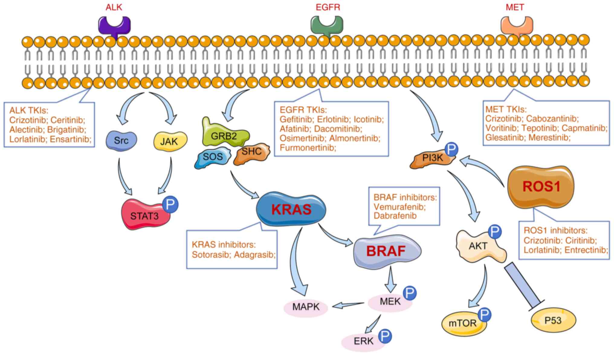 Genes and pathways in non-small cell
lung cancer targeted drug resistance.
