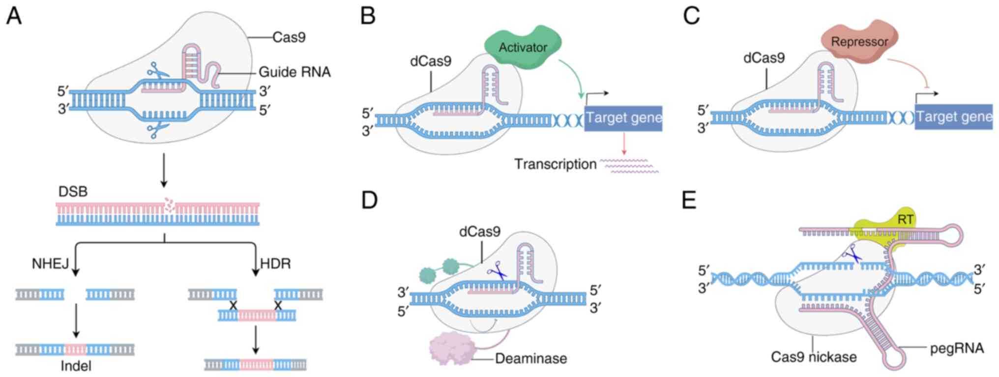CRISPR-Cas9 system. (A) CRISPR-Cas9
nuclease binds to a gRNA to form a ribonucleoprotein complex. The
gRNA directs Cas9 to a complementary DNA target site, inducing
DSBs. Cellular repair pathways resolve DSBs via NHEJ, which
introduces insertions or deletions (indels), or HDR for
template-dependent precision editing. (B) Catalytically dCas9 is
fused to transcriptional activators (such as VP64 or p65). The
dCas9-activator complex binds to promoter regions via gRNA
targeting, recruiting transcriptional machinery to upregulate gene
expression. (C) dCas9 is fused to transcriptional repressors. The
dCas9-repressor complex blocks transcription initiation or
elongation by sterically hindering RNA polymerase or cofactor
recruitment at promoter targets. (D) dCas9 is fused to a deaminase
enzyme. The deaminase chemically modifies specific DNA bases
without inducing DSBs, enabling precise single-nucleotide editing.
(E) A Cas9 nickase fused to reverse transcriptase binds a pegRNA.
The pegRNA directs nicking of the DNA strand encodes a RT template.
RT synthesizes the edited sequence from the template, enabling
targeted insertions, deletions, or substitutions with minimal
unintended edits. CRISPR, clustered regularly interspaced short
palindromic repeats; gRNA, guide RNA; DSBs, double-strand breaks;
NHEJ, non-homologous end joining; HDR, homology-directed repair;
CRISPRa, CRISPR activation; dCas9, inactive Cas9; CRISPRi, CRISPR
interference; pegRNA, prime editing guide RNA; RT, reverse
transcriptase.